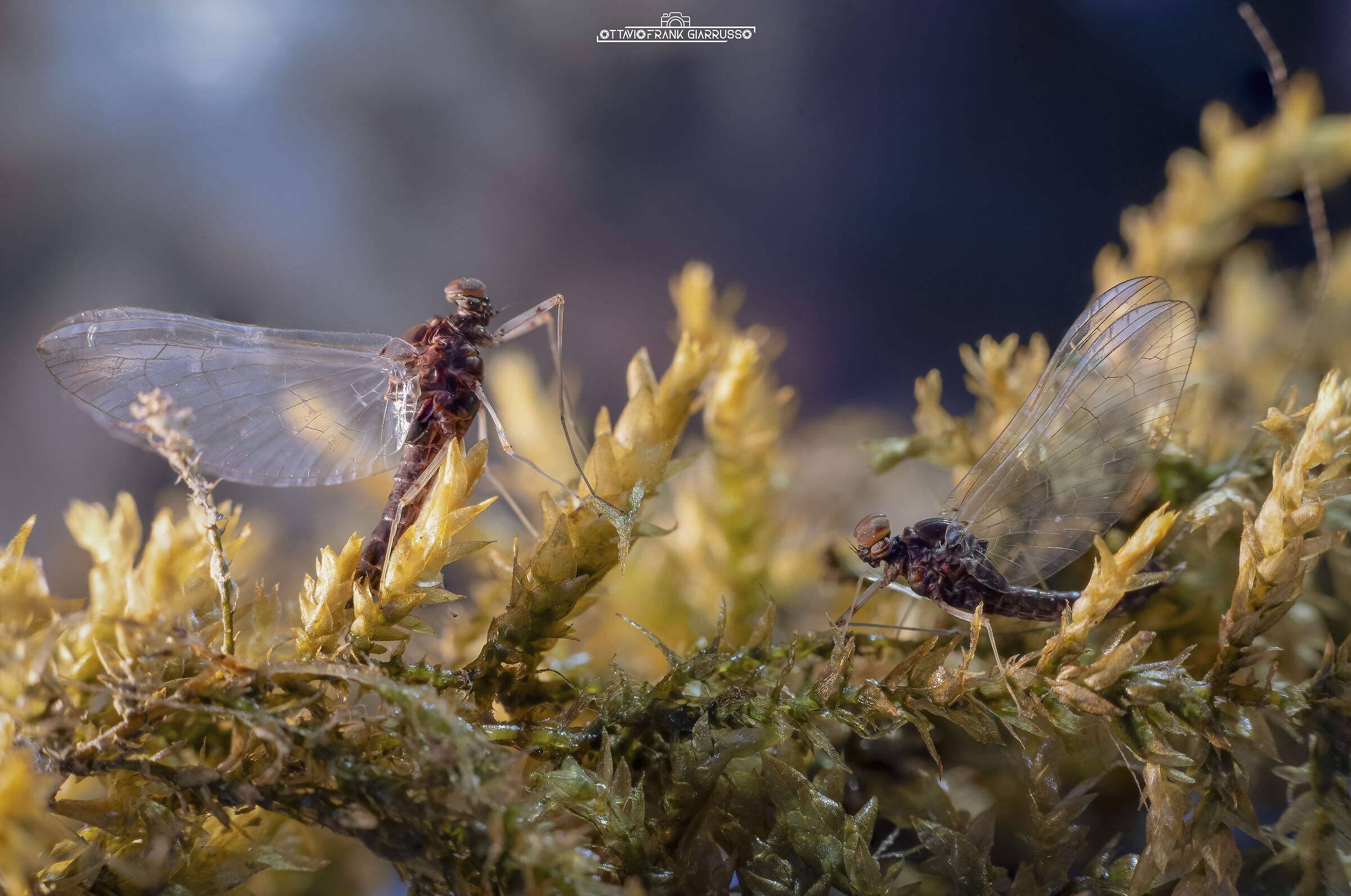 Chilling Bad Cloeons