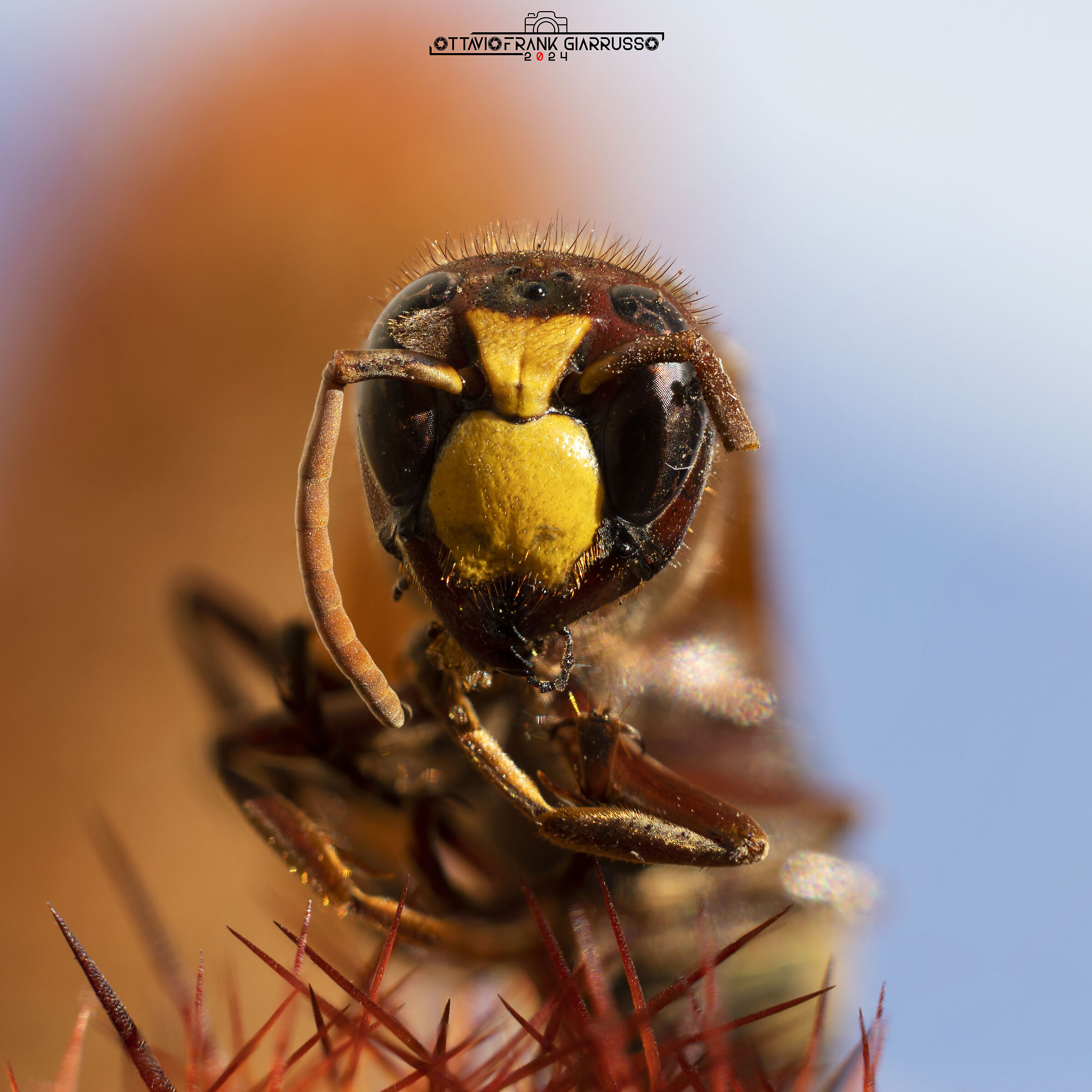 Vespula germanica