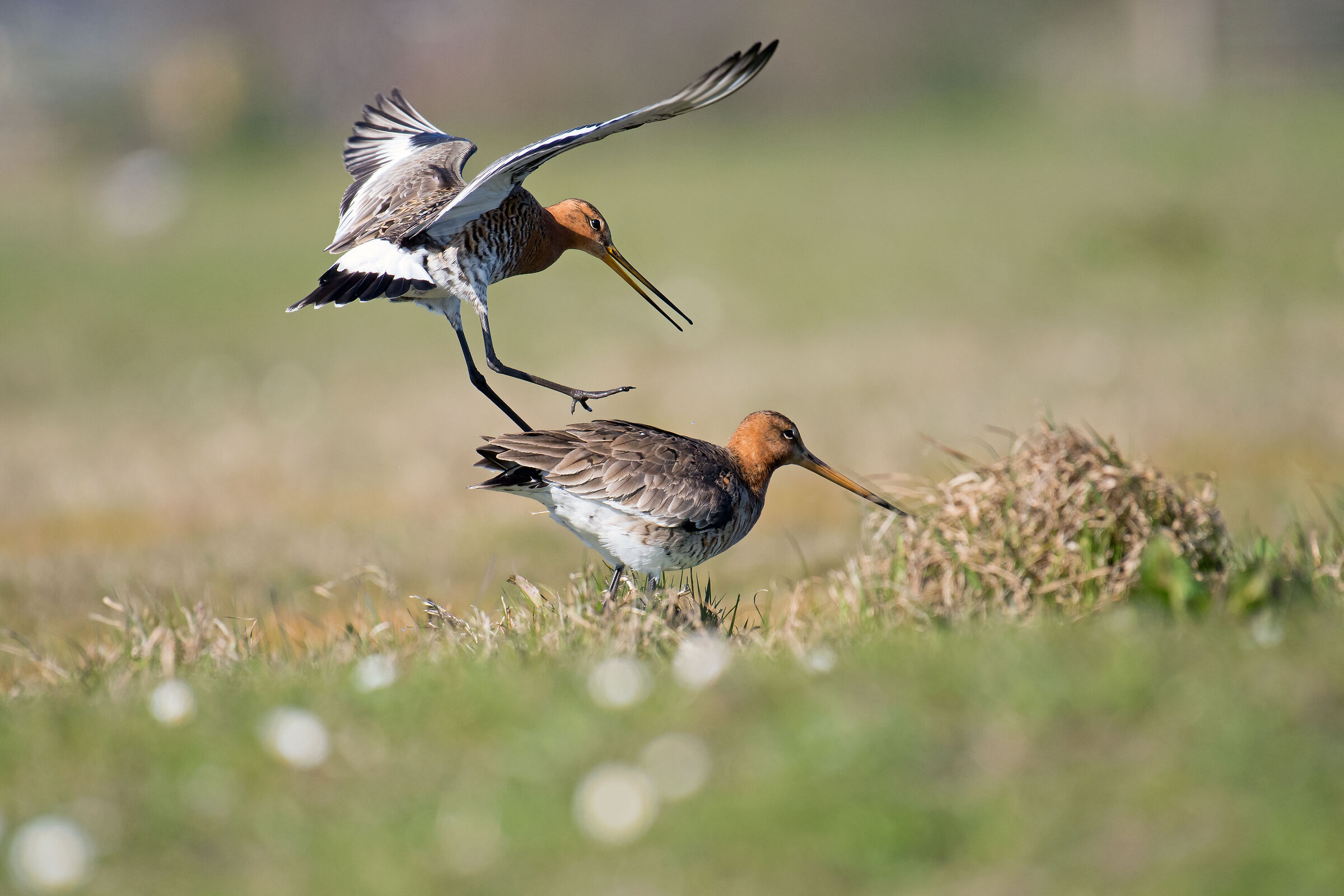 Pittima reale dalla coda nera