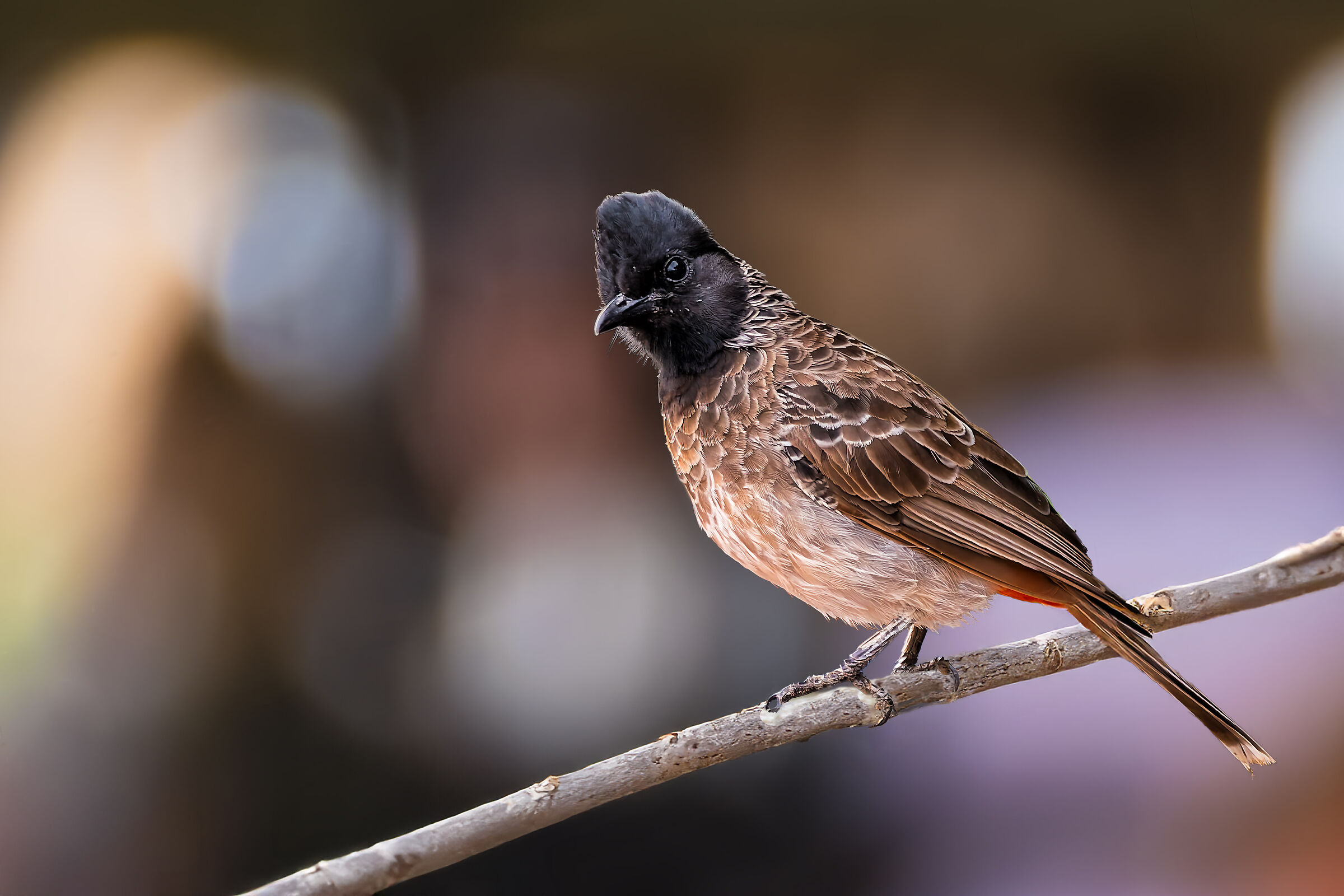 Bulbul dal sottocoda rosso