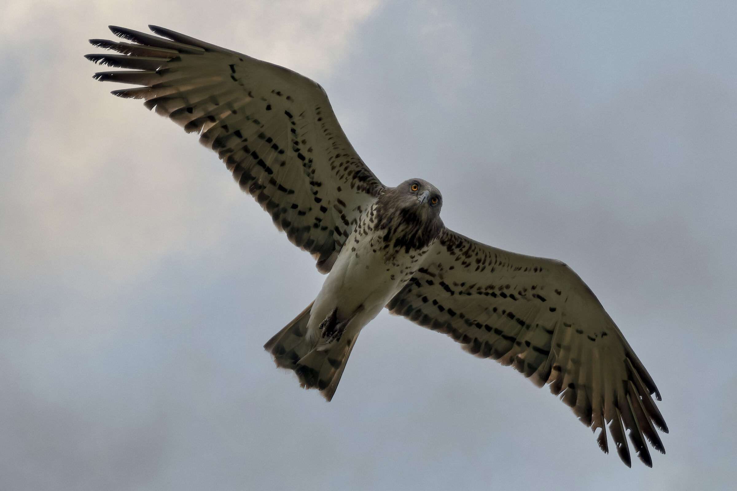 The eyes of the Biancone