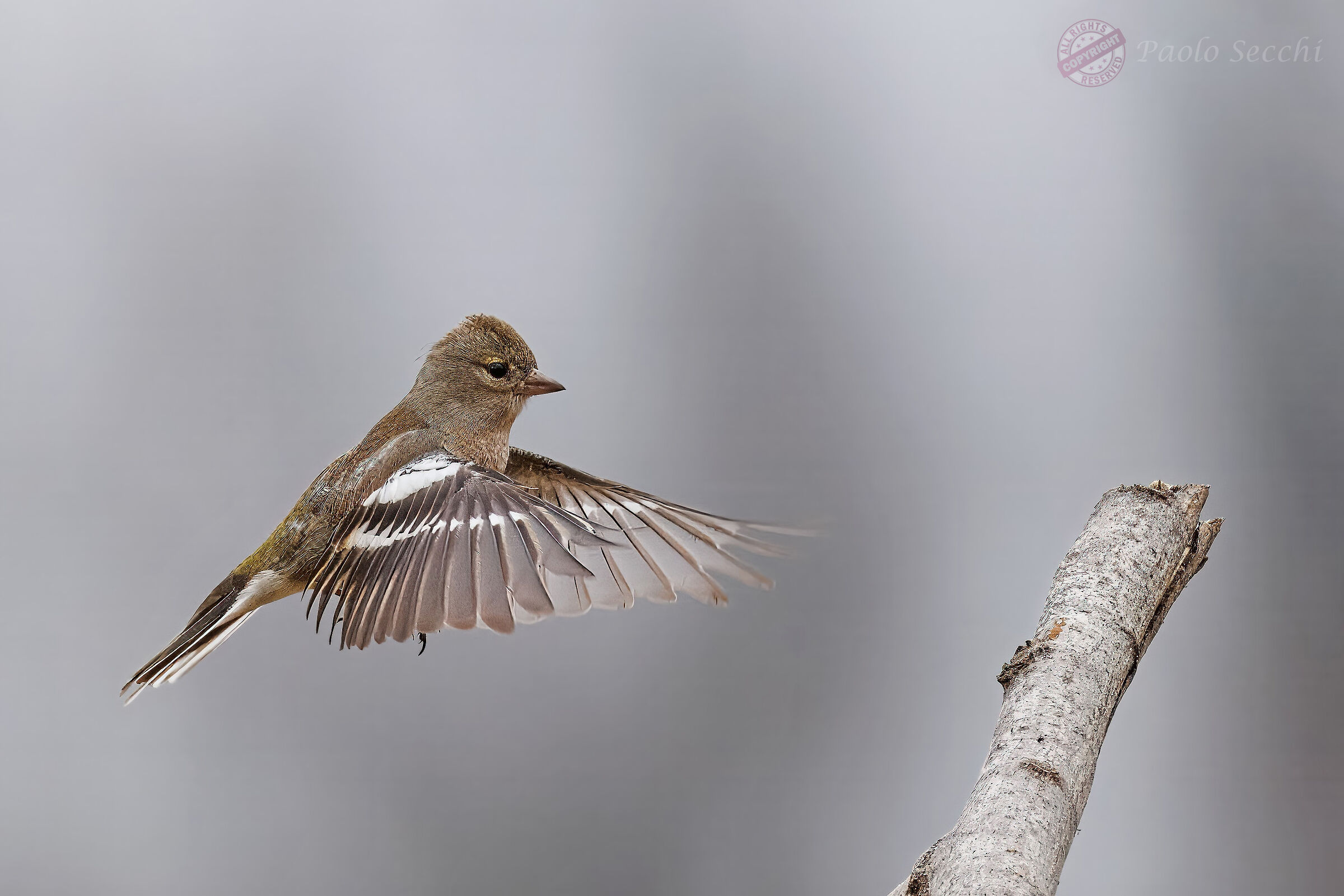 Chaffinch dance 12