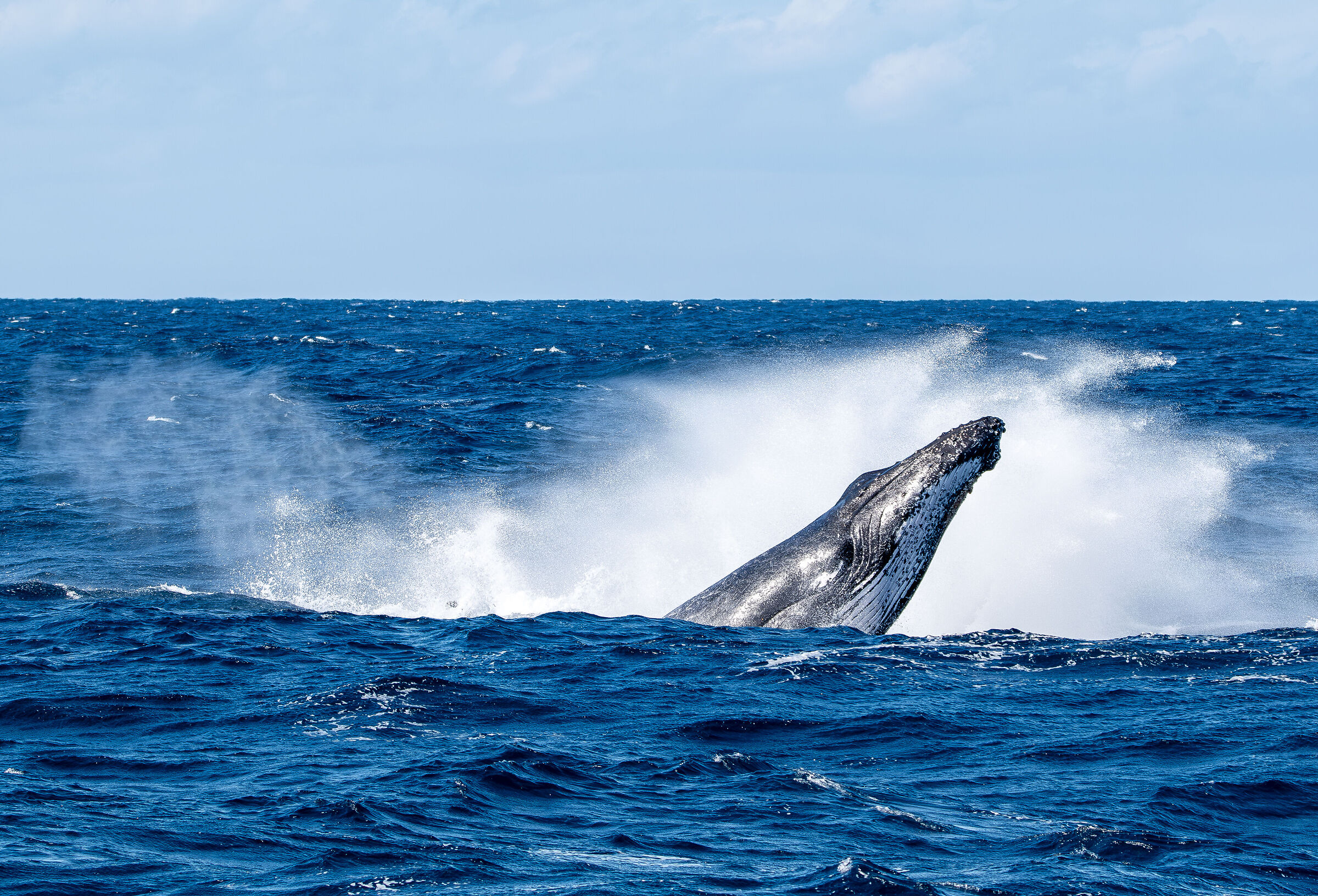 megaptera novaeangliae II