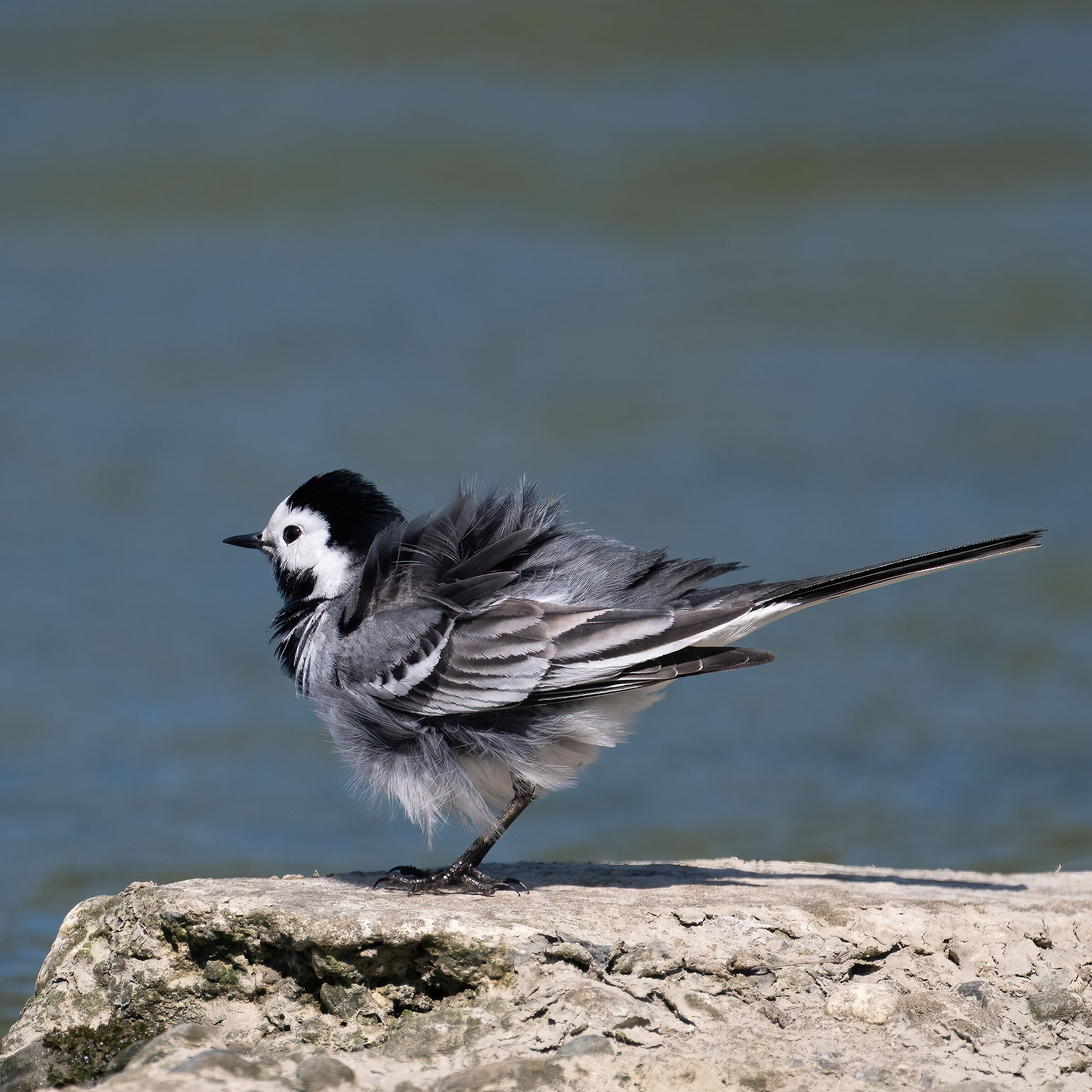White wagtail