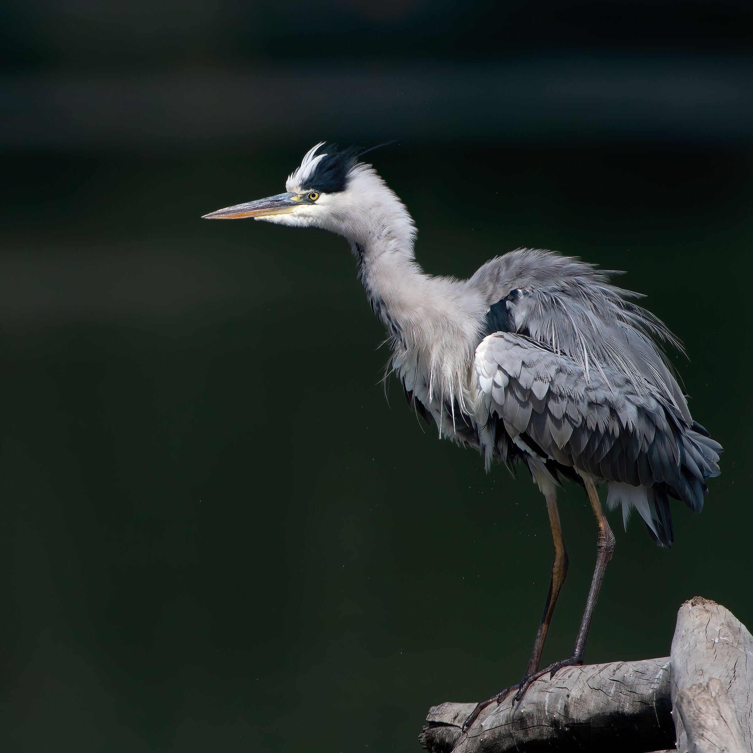 Grey heron