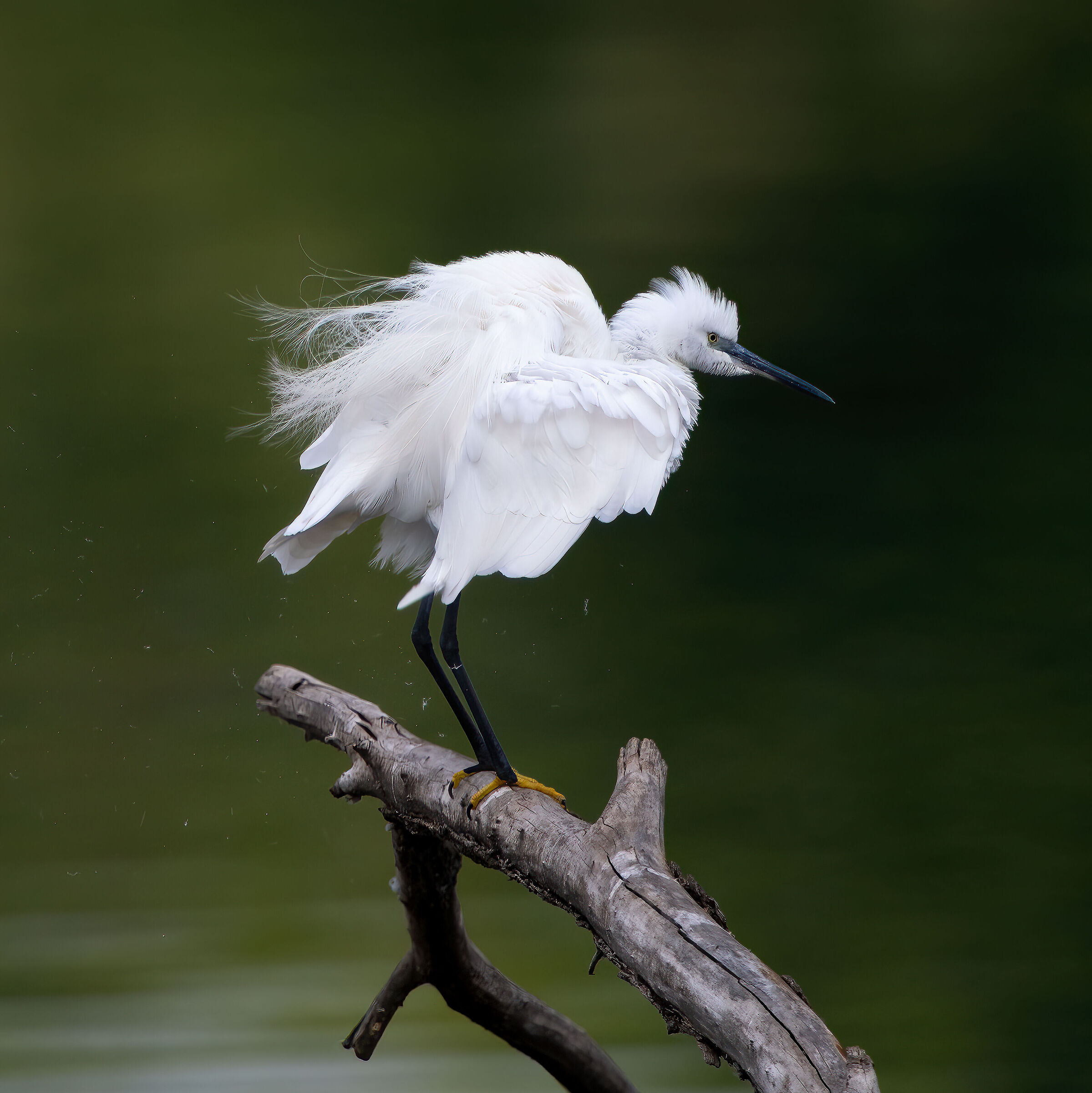 Egret