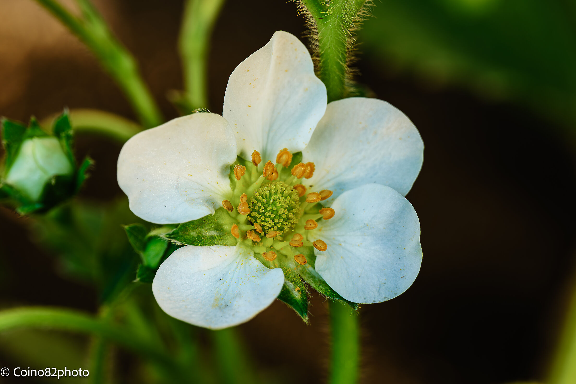 fiore di fragola