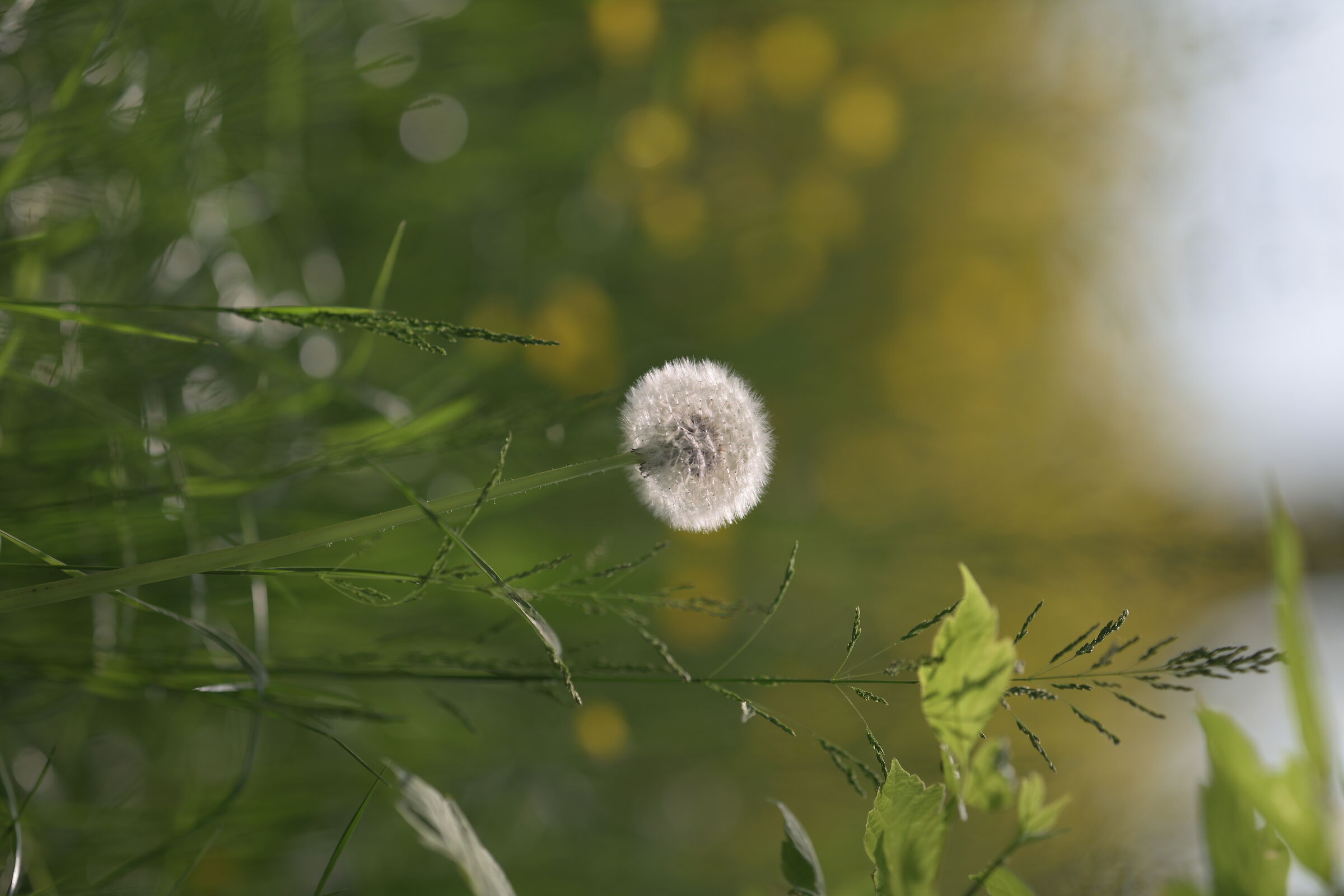 Dandelion