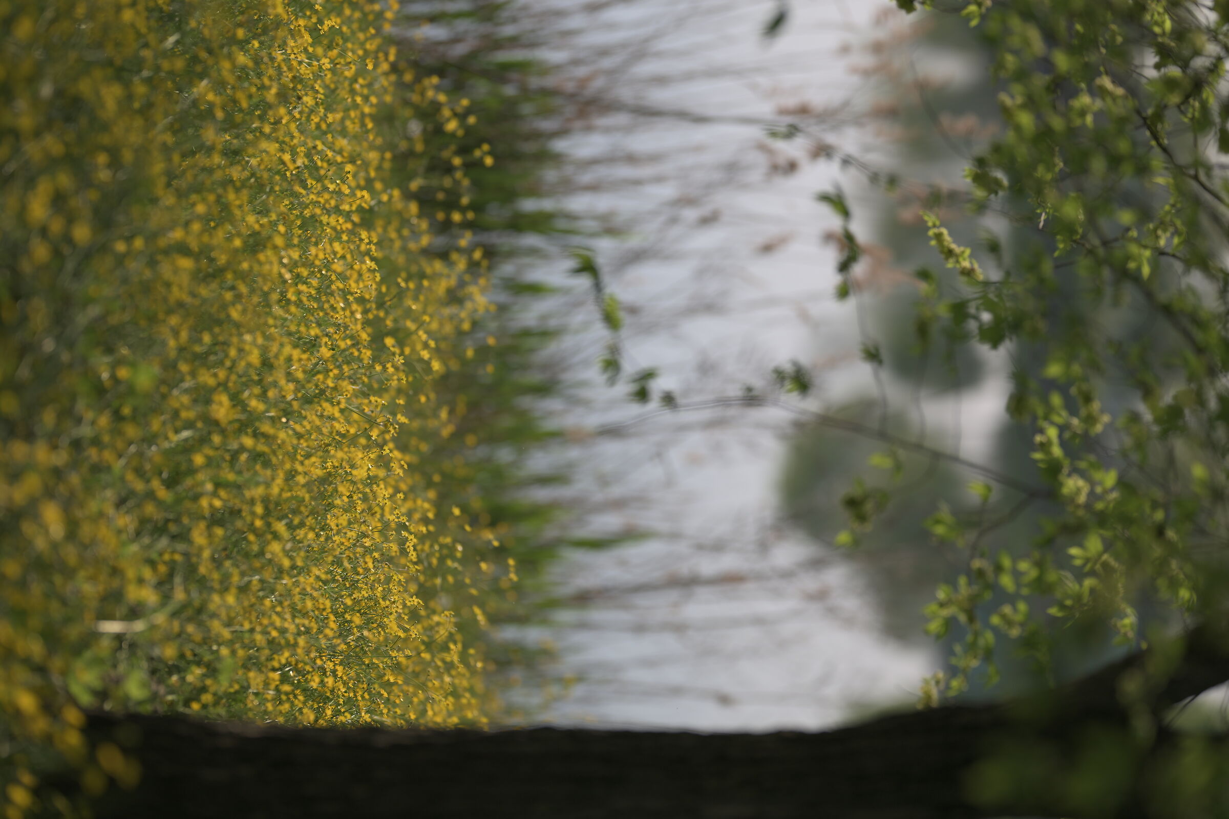Flowery Field