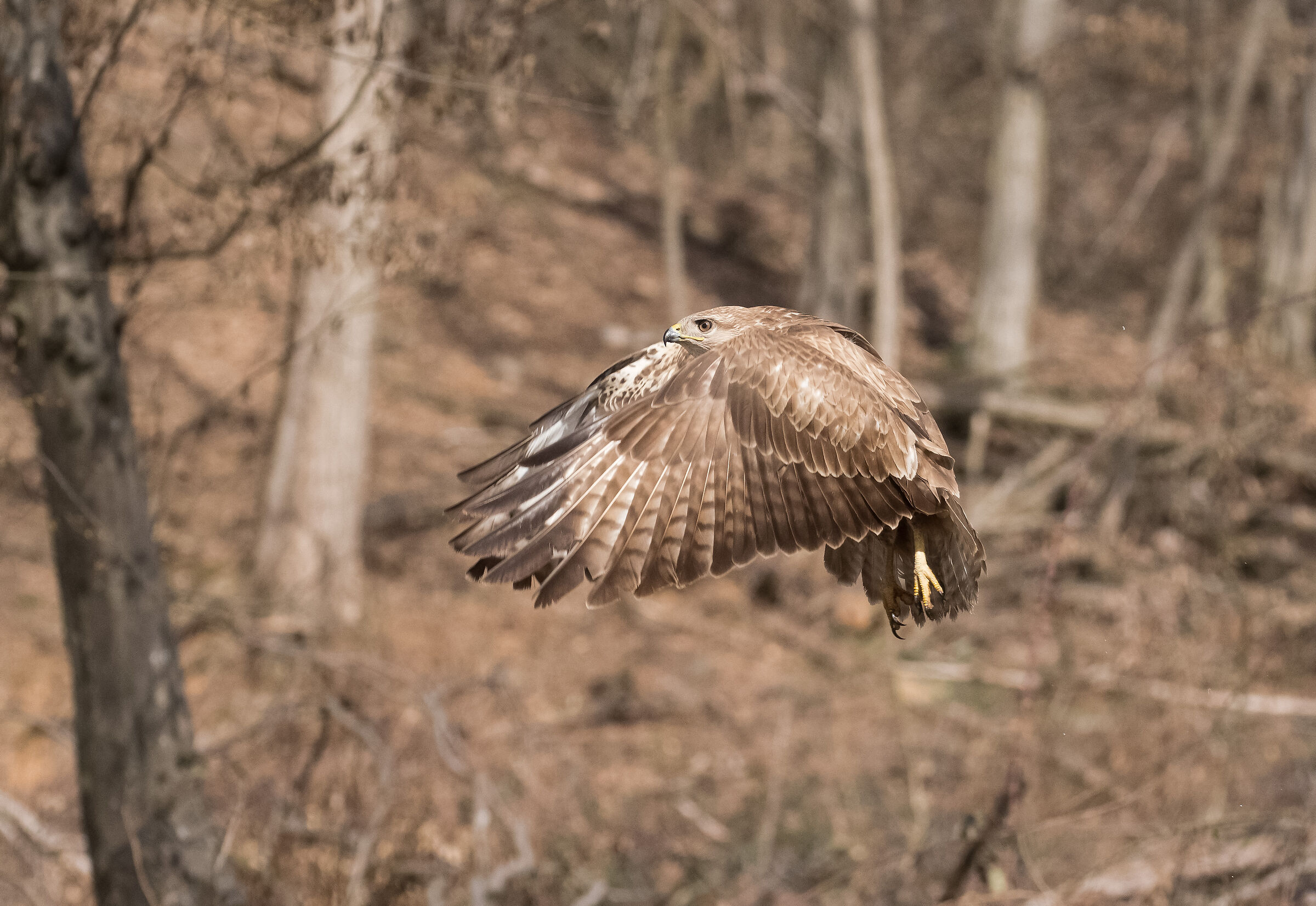buzzard