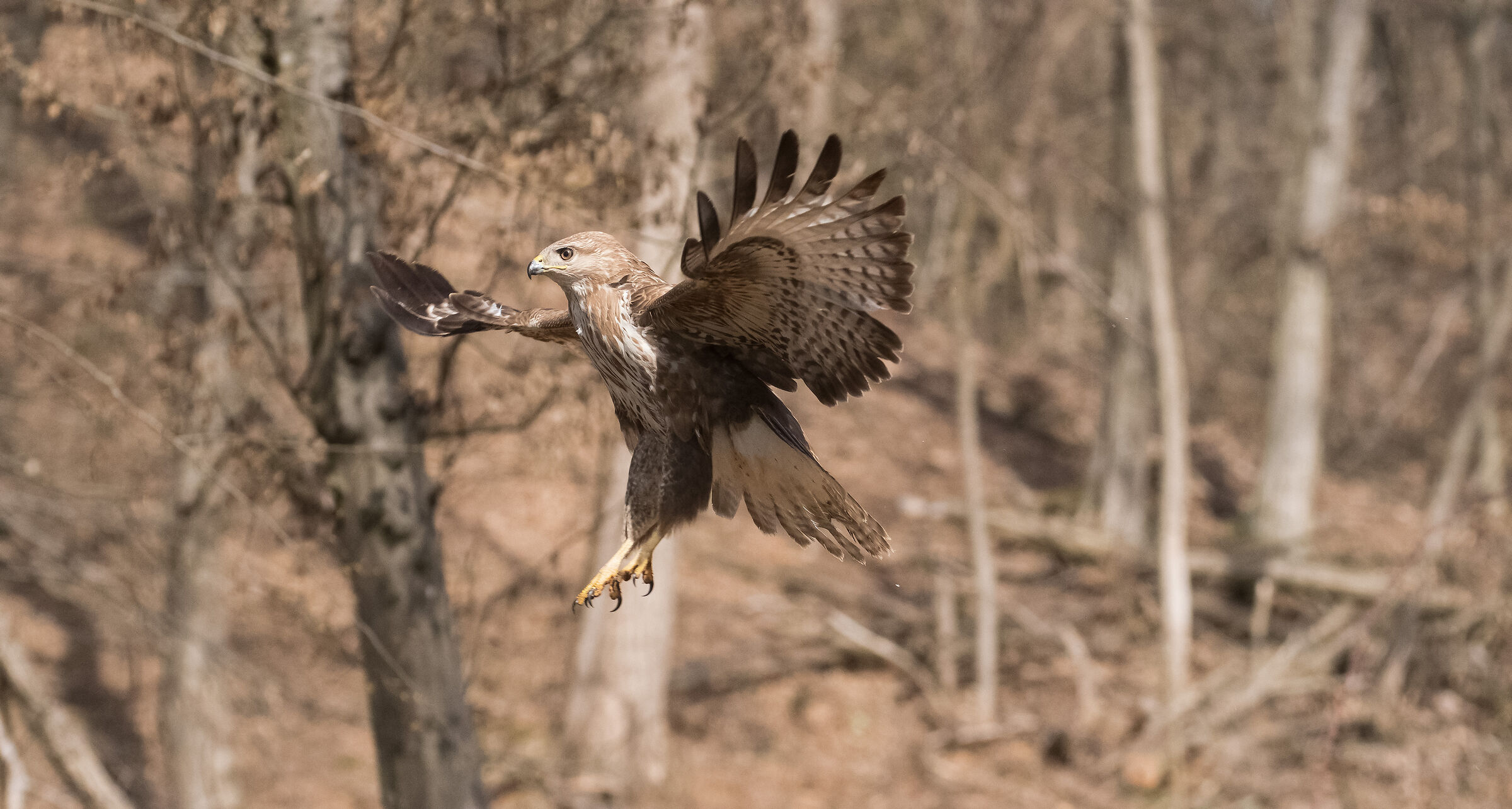 buzzard
