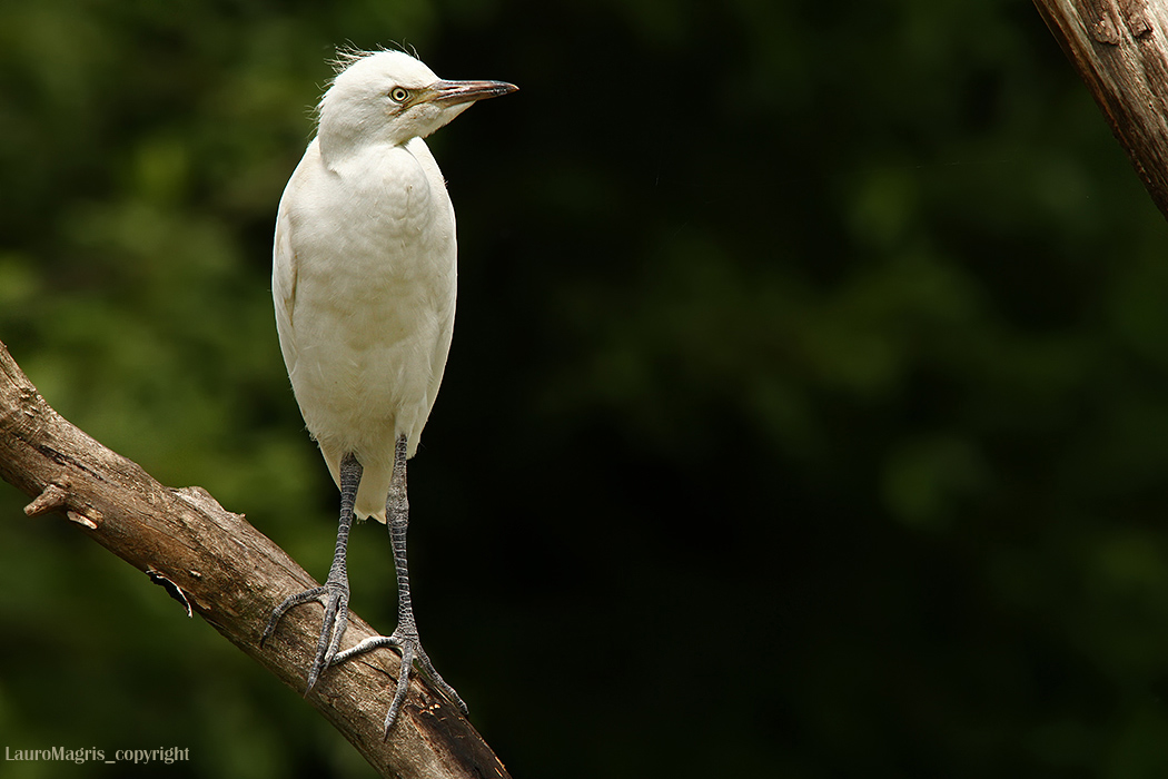 Giuro, non sono arrabbiata