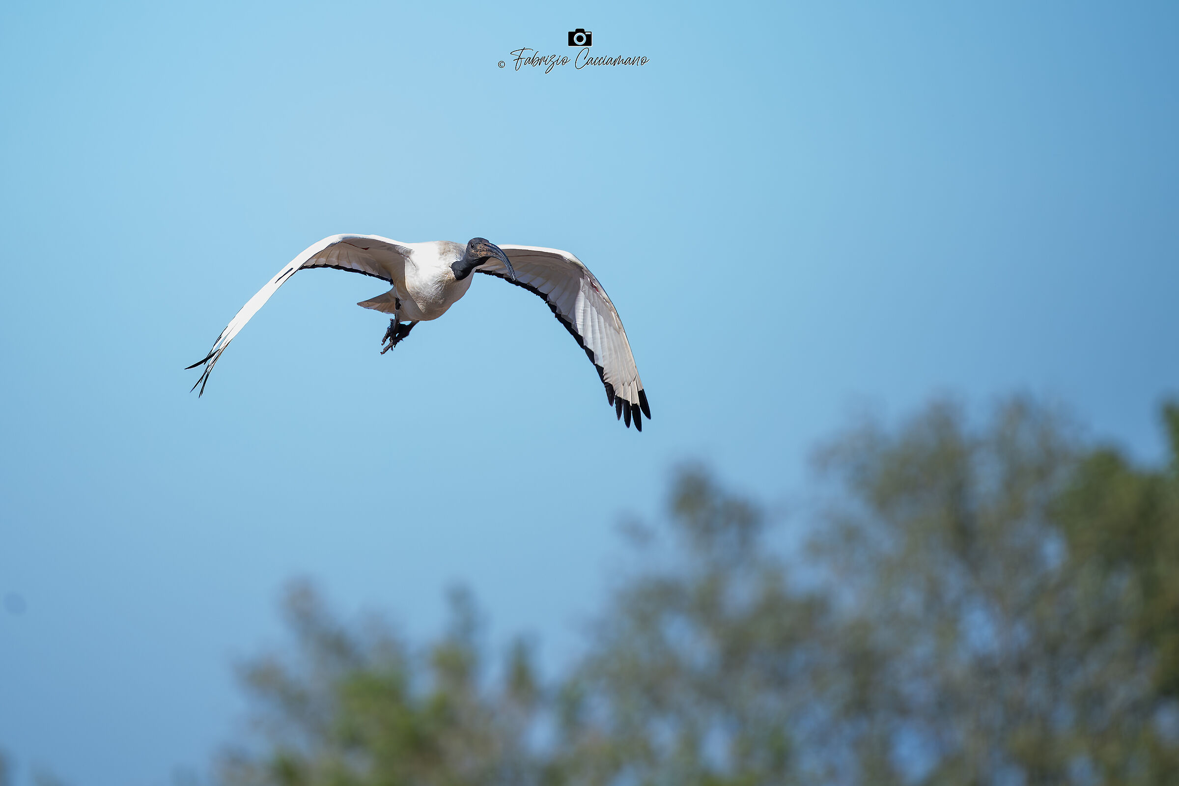Ibis sacro in volo
