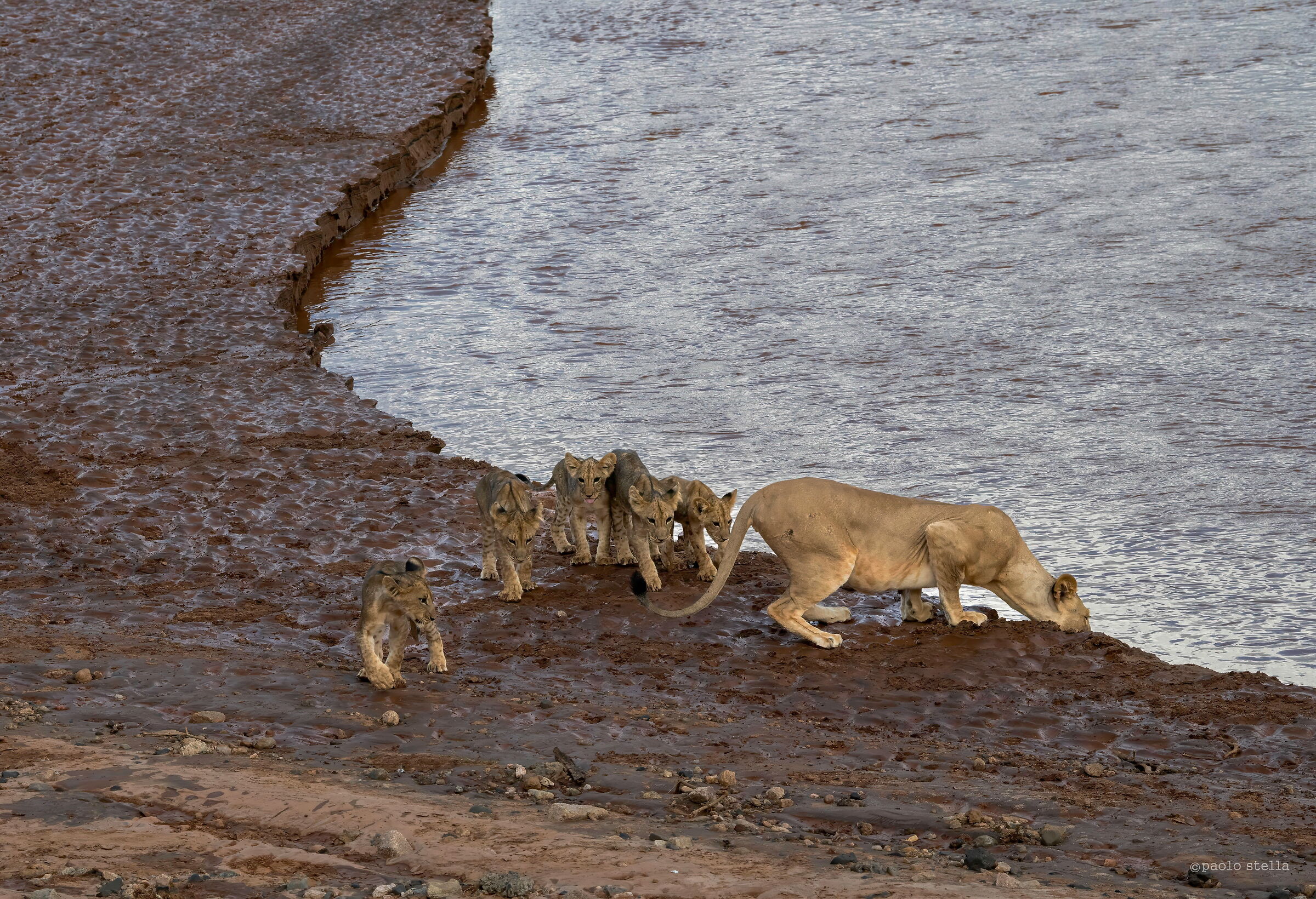Five Cubs on the River