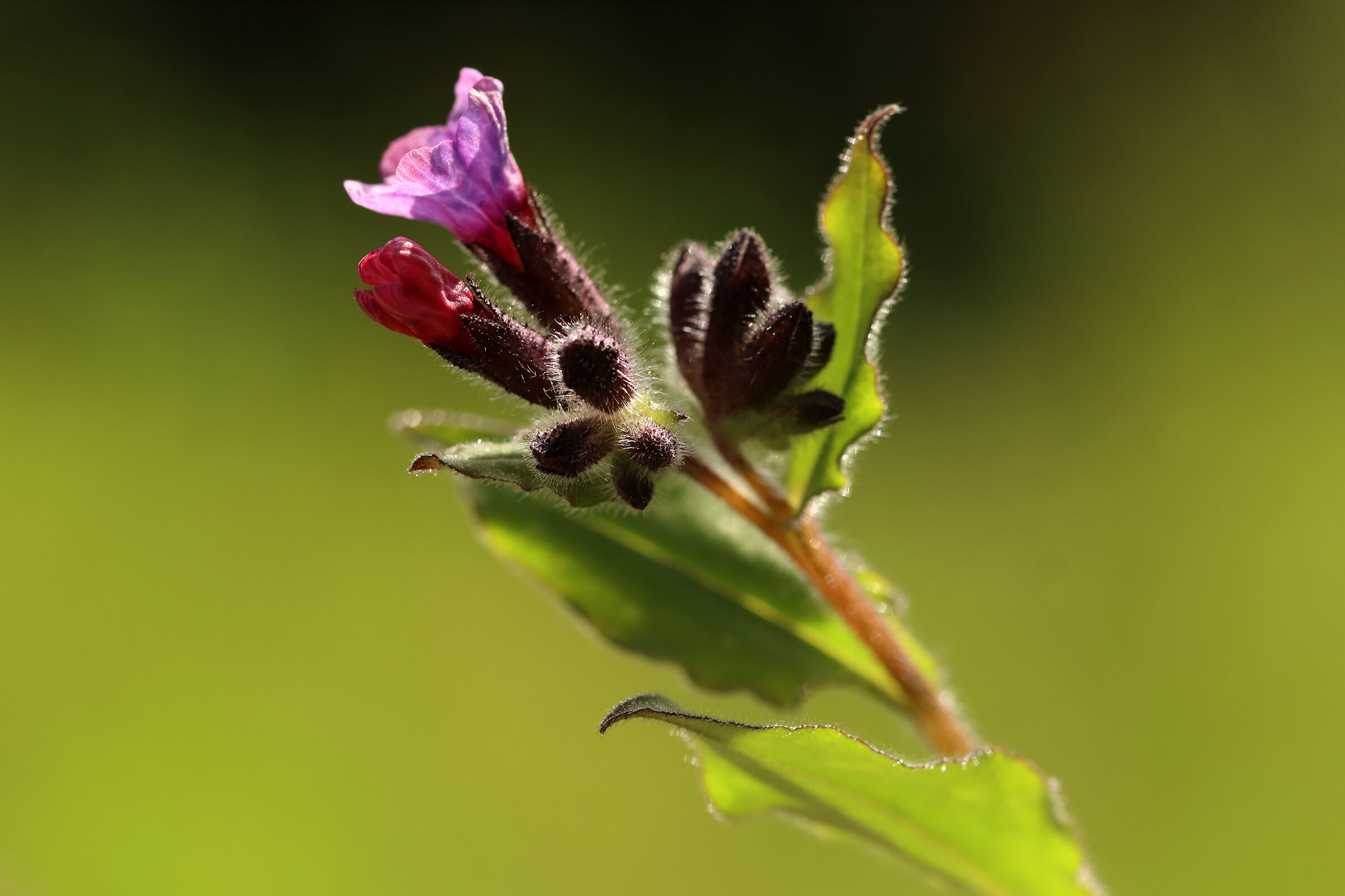 small forest flowers