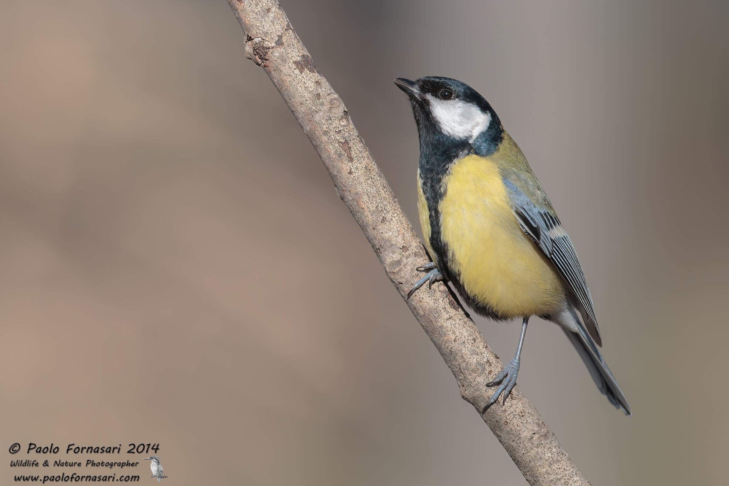 Great (Parus major)