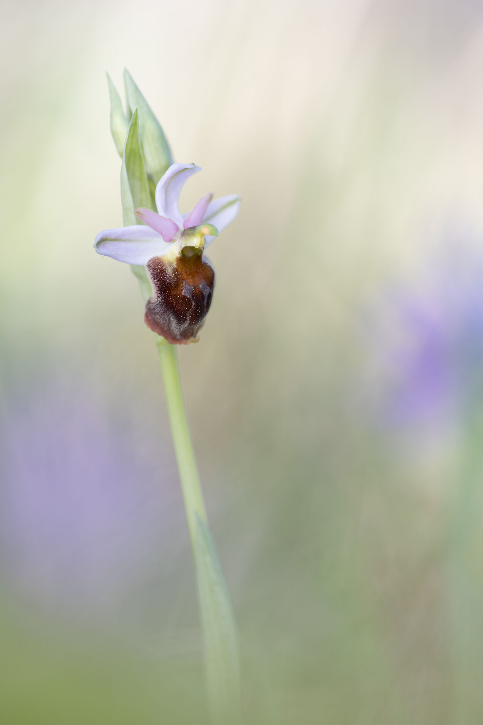 Ophrys crabronifera