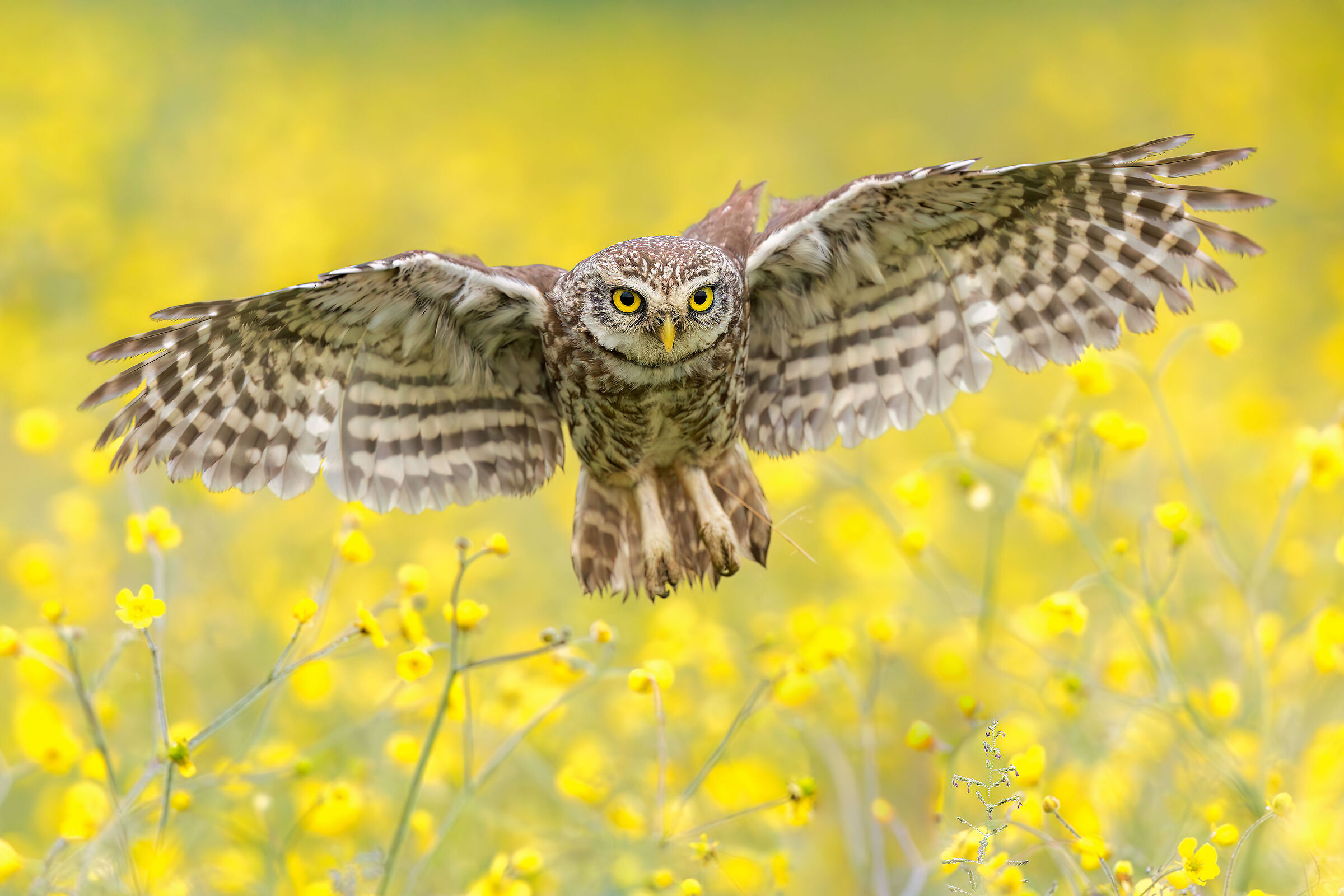Owl