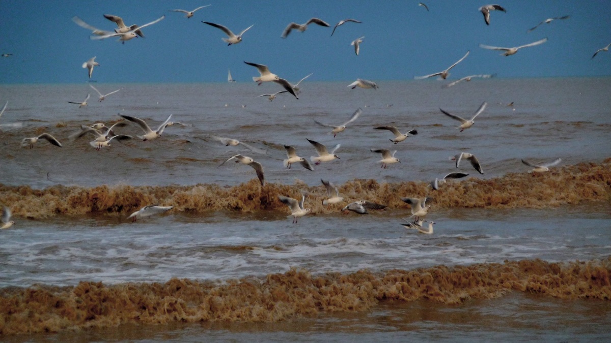 flight of seagulls 2
