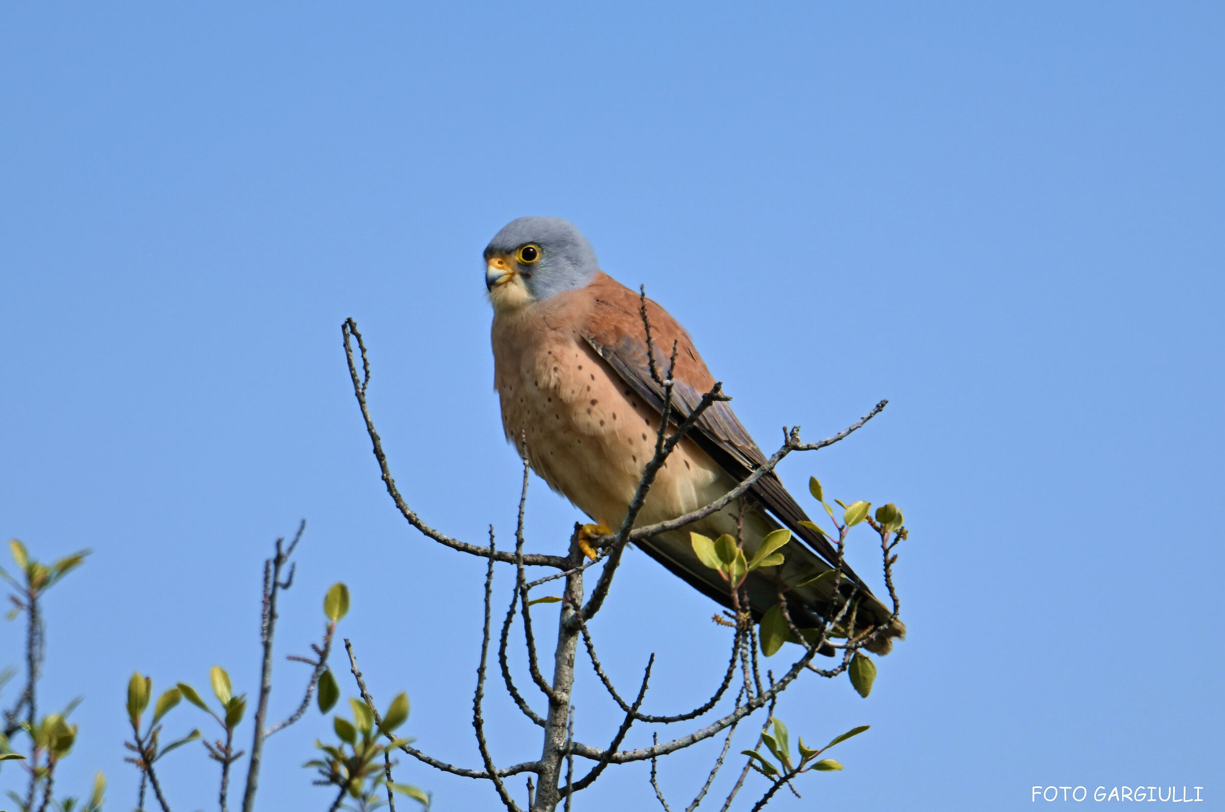 Male Lesser Kestrel Falcon