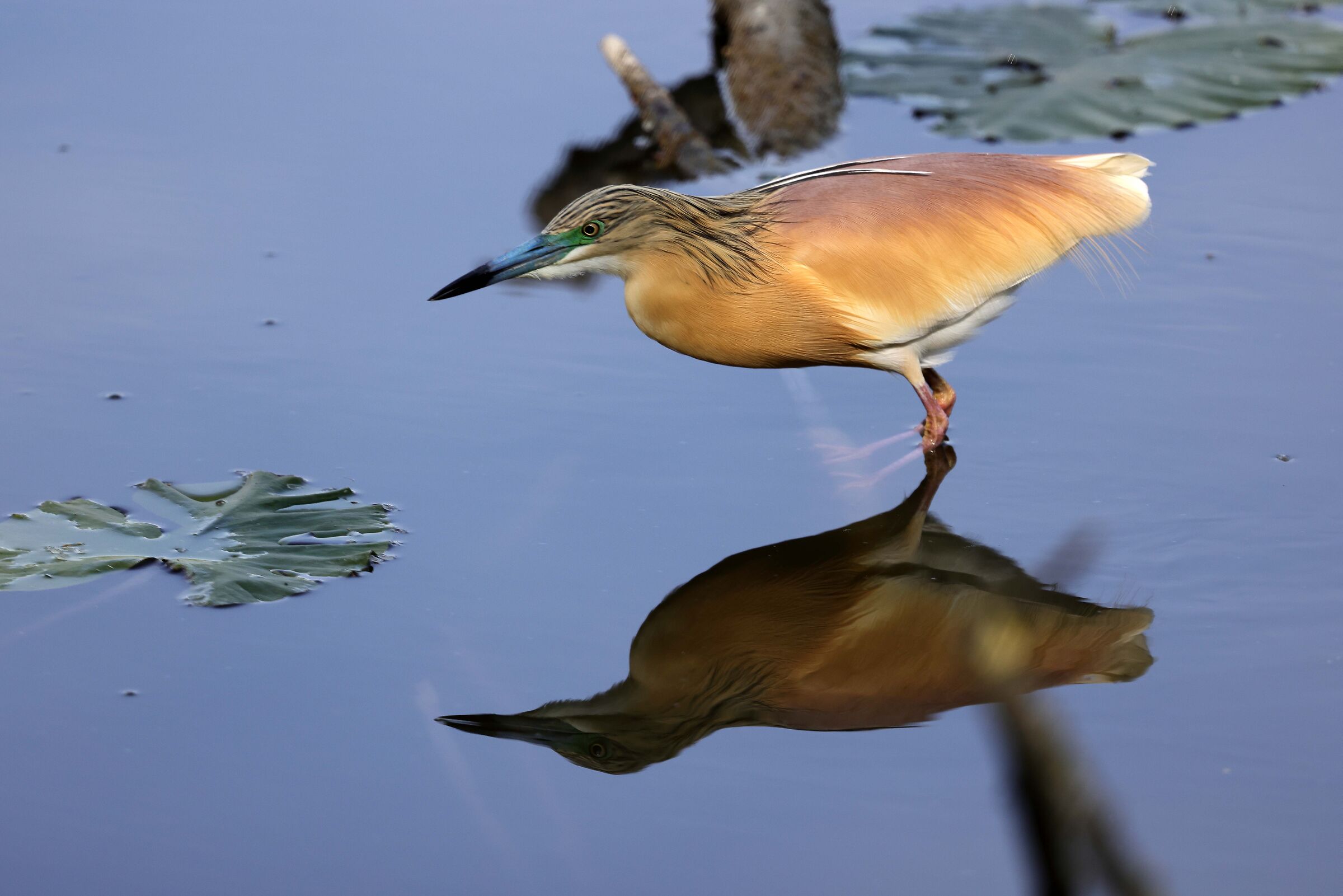 Tarabiso in the mirror
