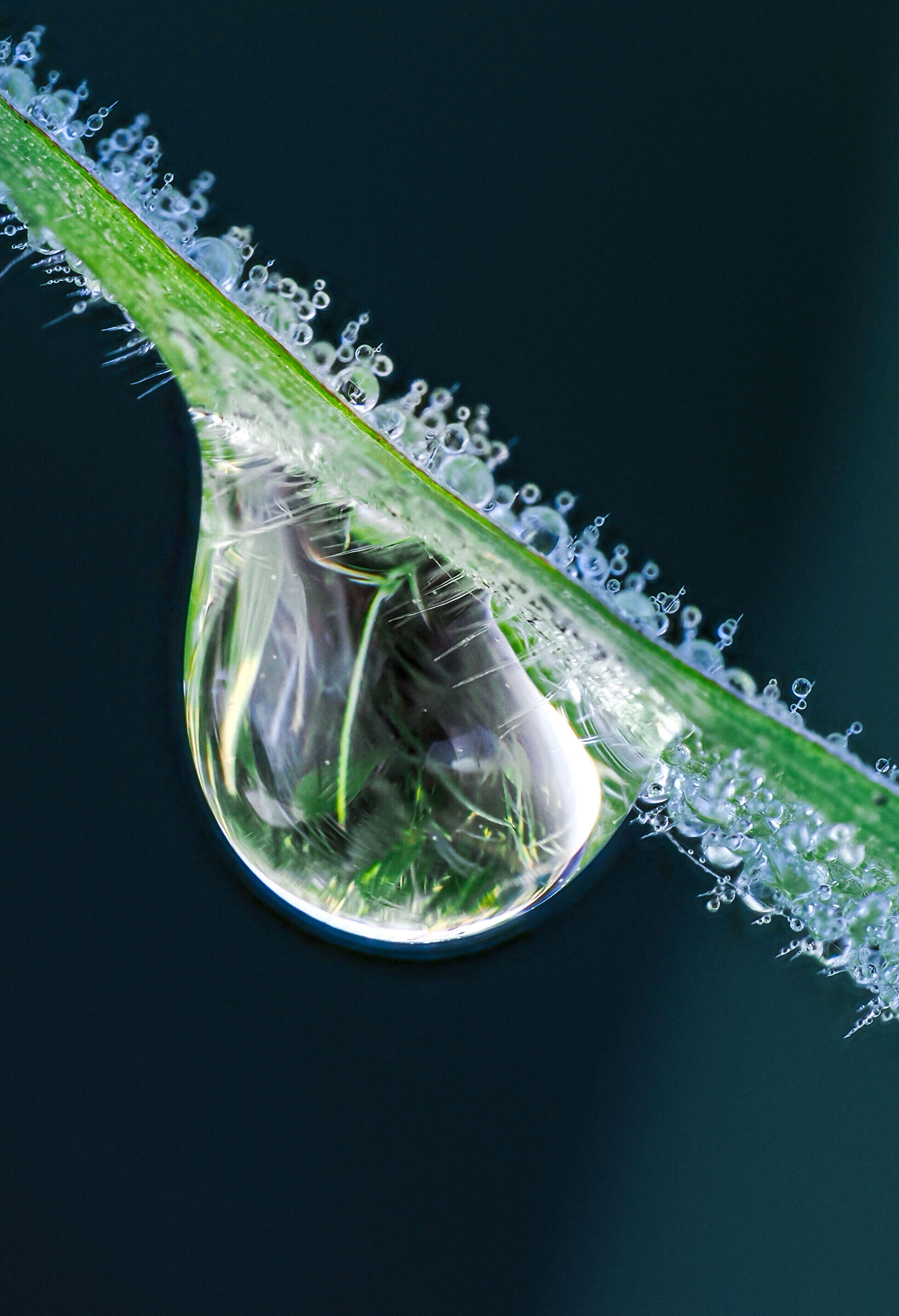 The lawn in a drop!
