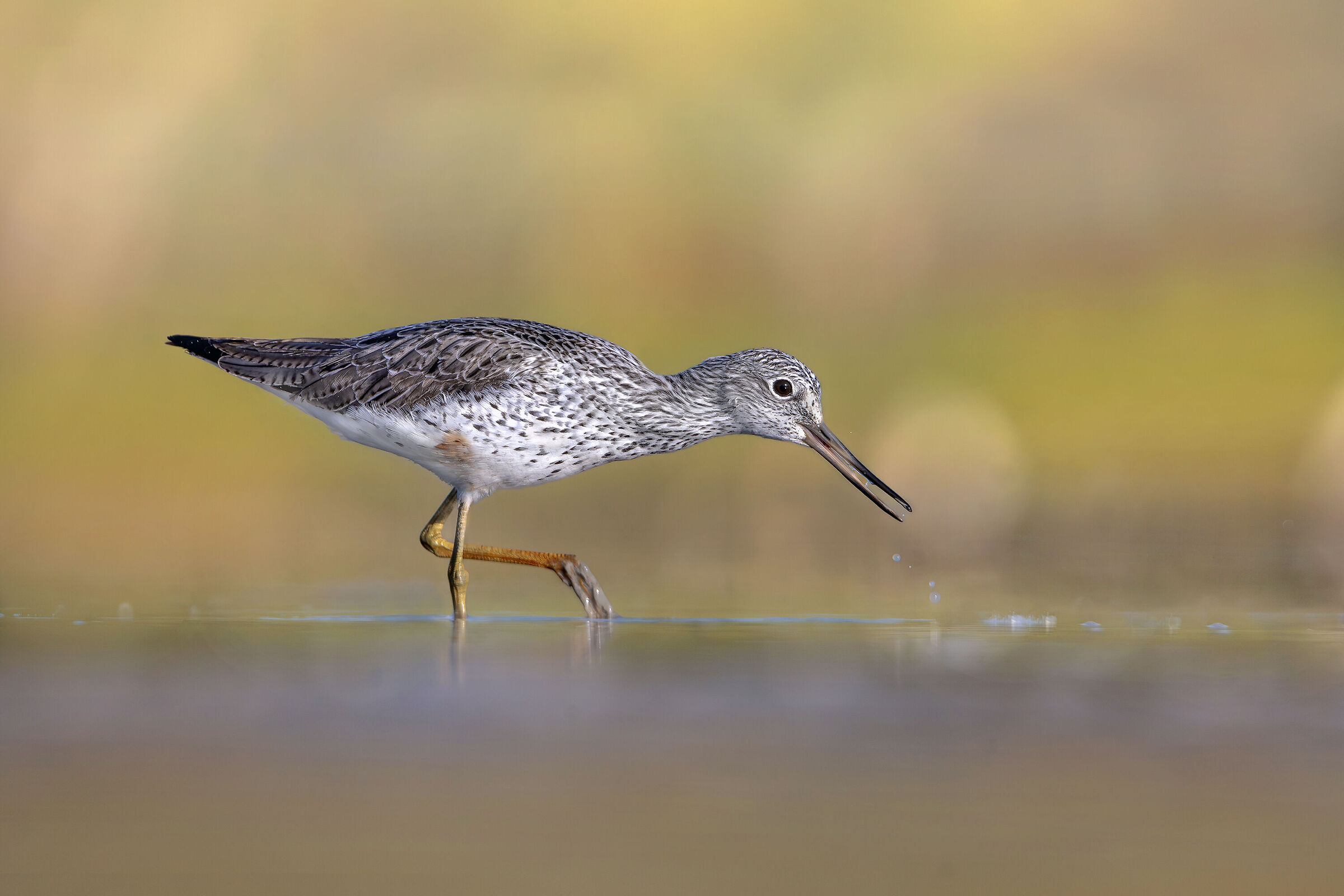 Greenshank