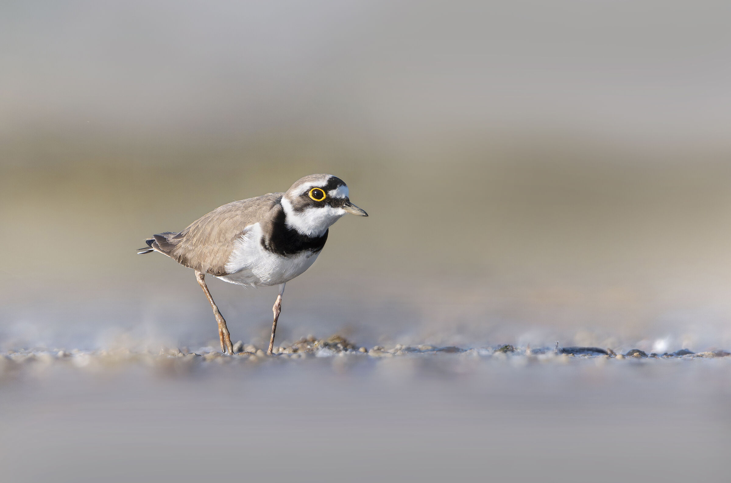 Little ringed plover