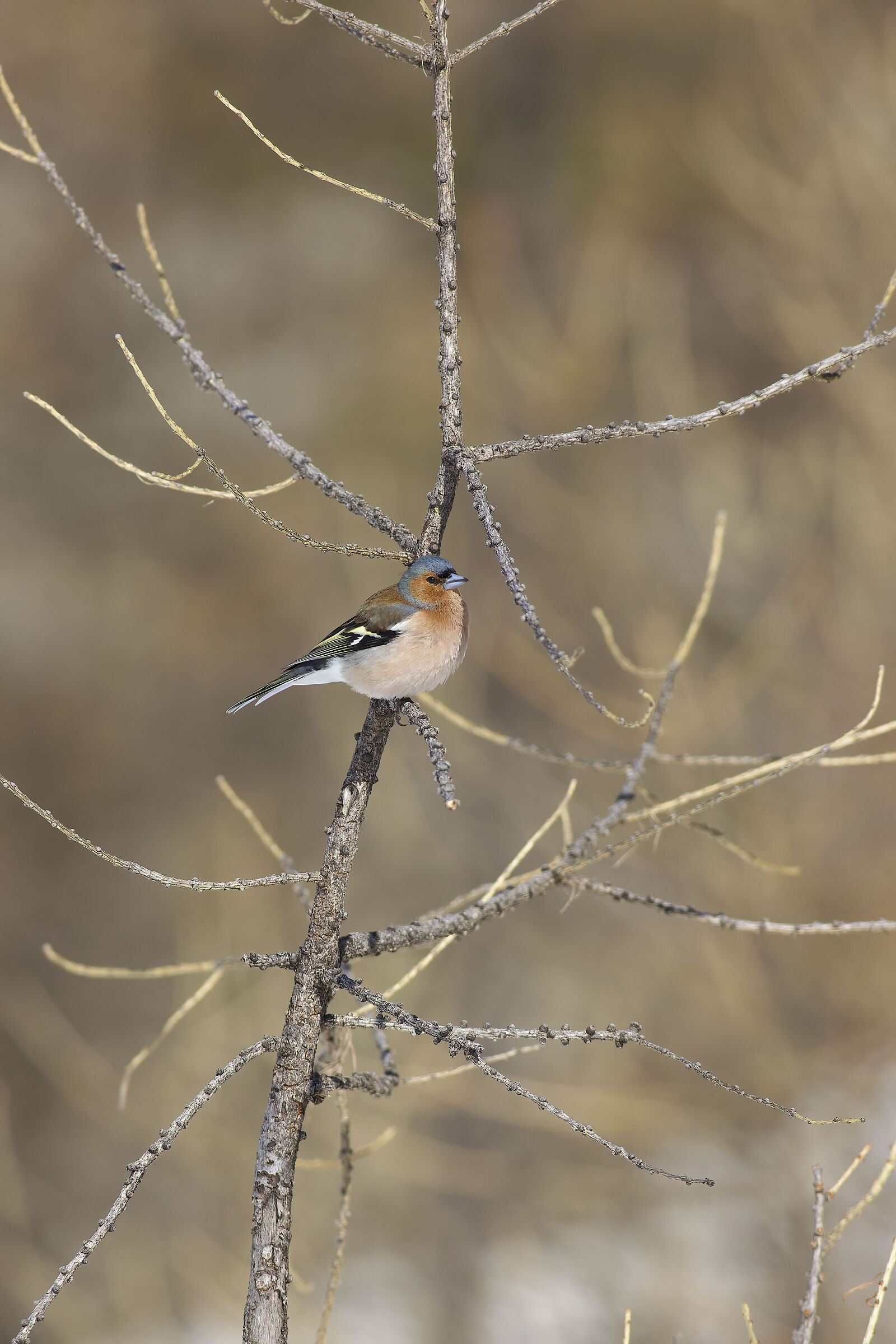 Fringuello (M) in abito riproduttivo