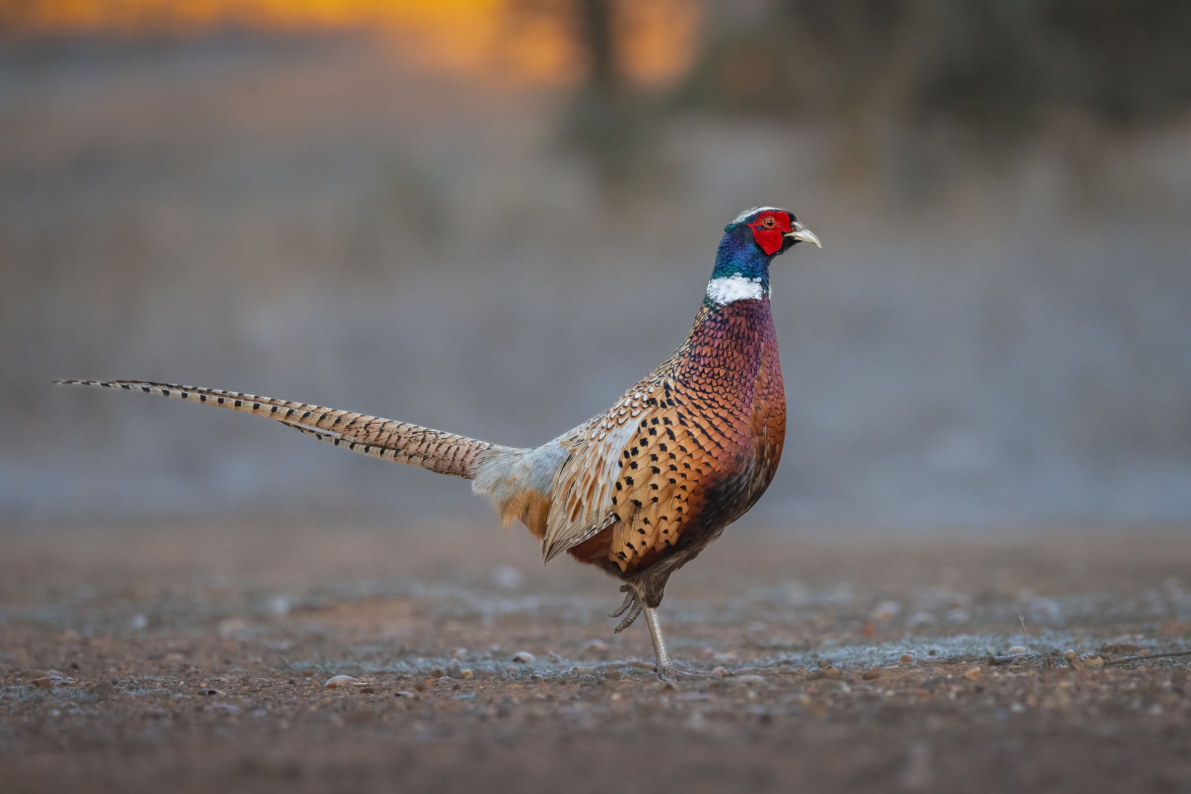 Pheasant
