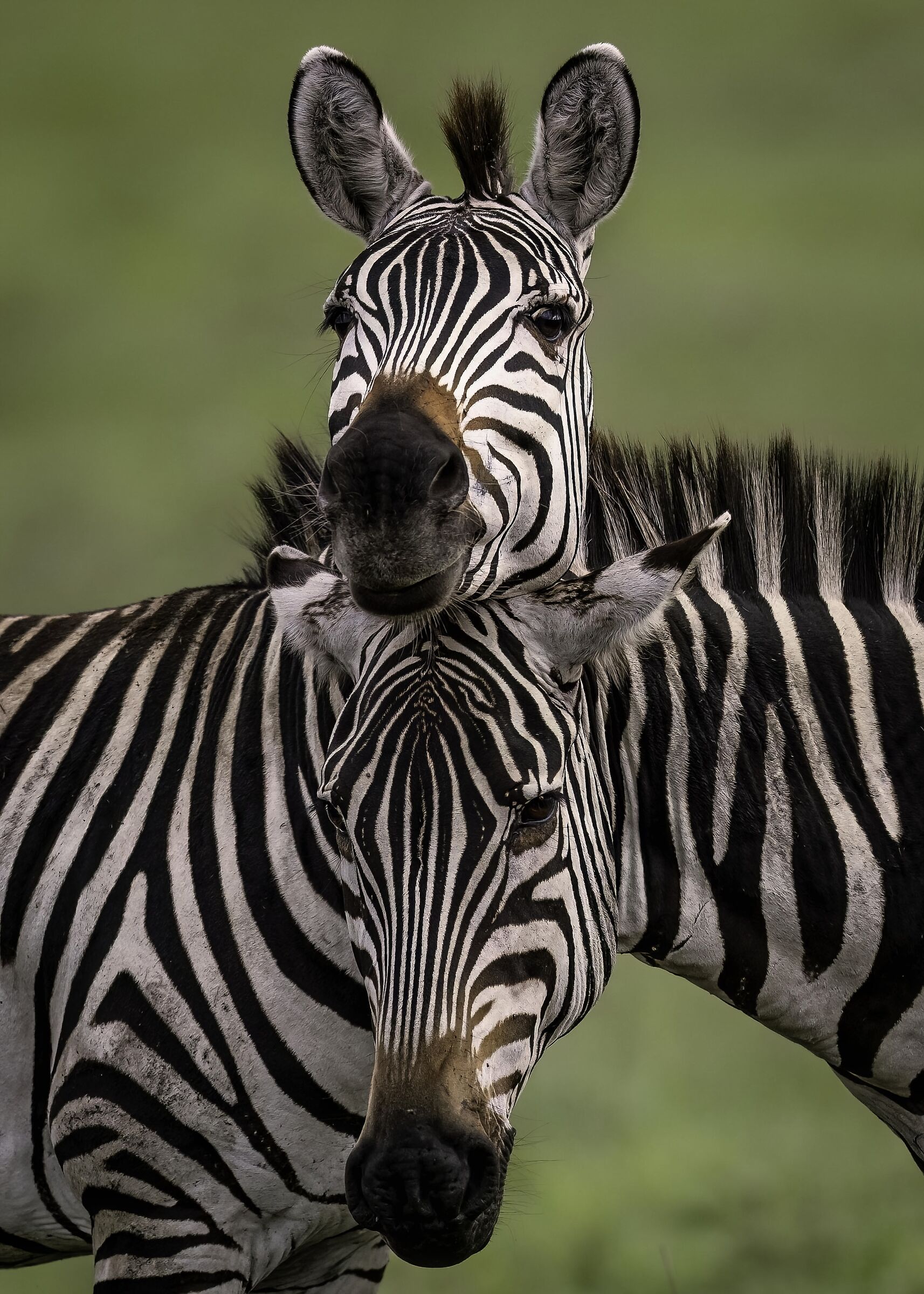Zebra di Burchell (Equus quagga)