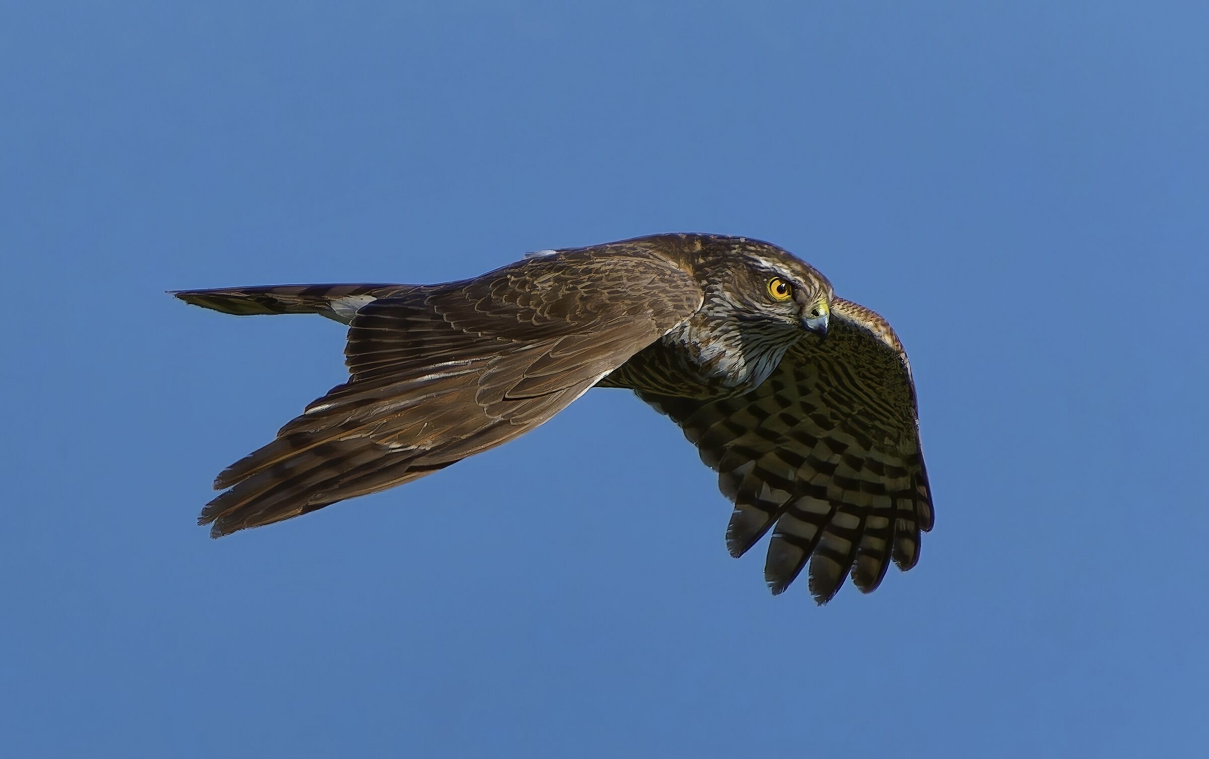 Sparrowhawk