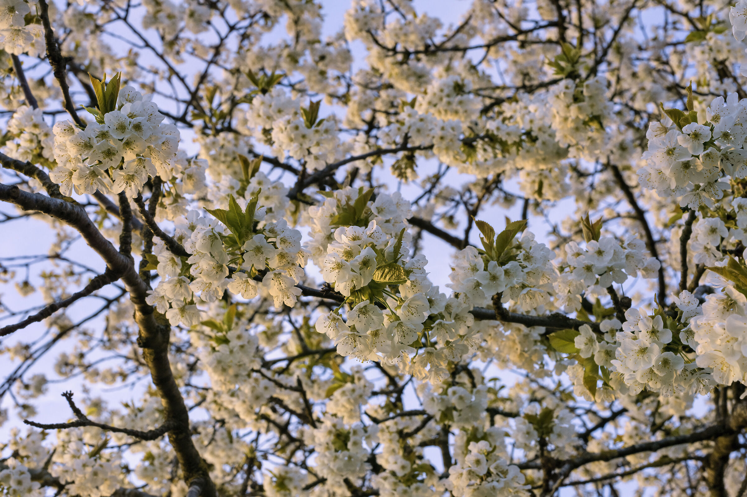 Primavera 1