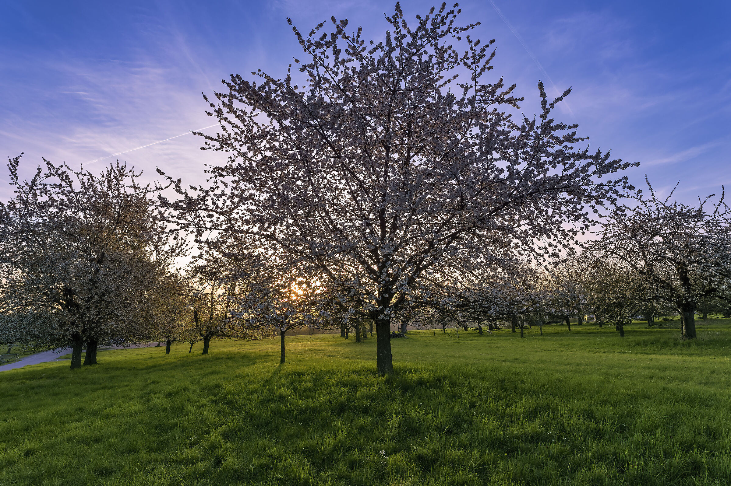 Primavera 2