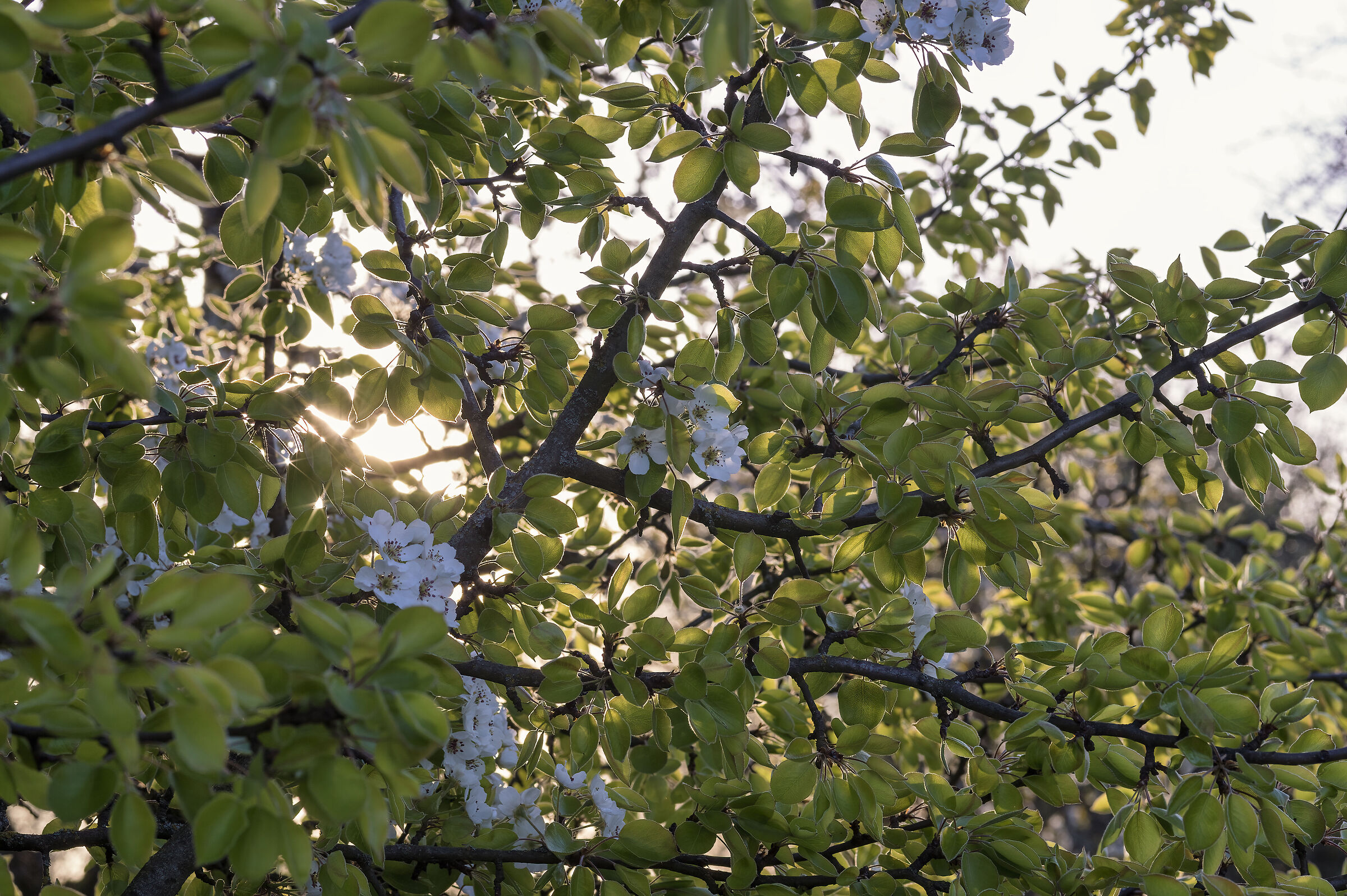 Primavera 3
