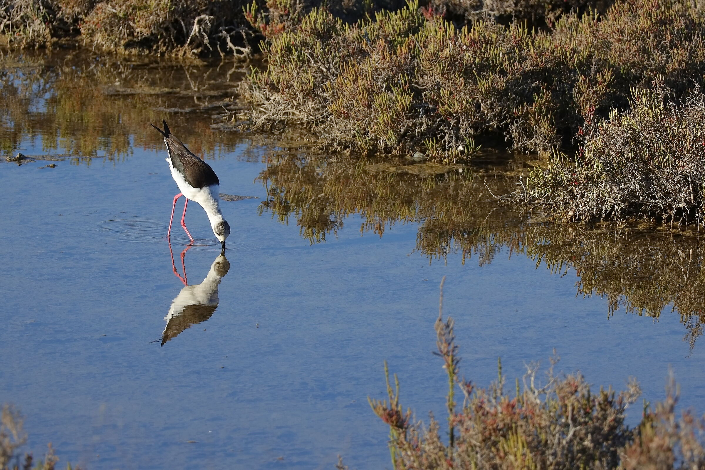 Black-winged Stilt