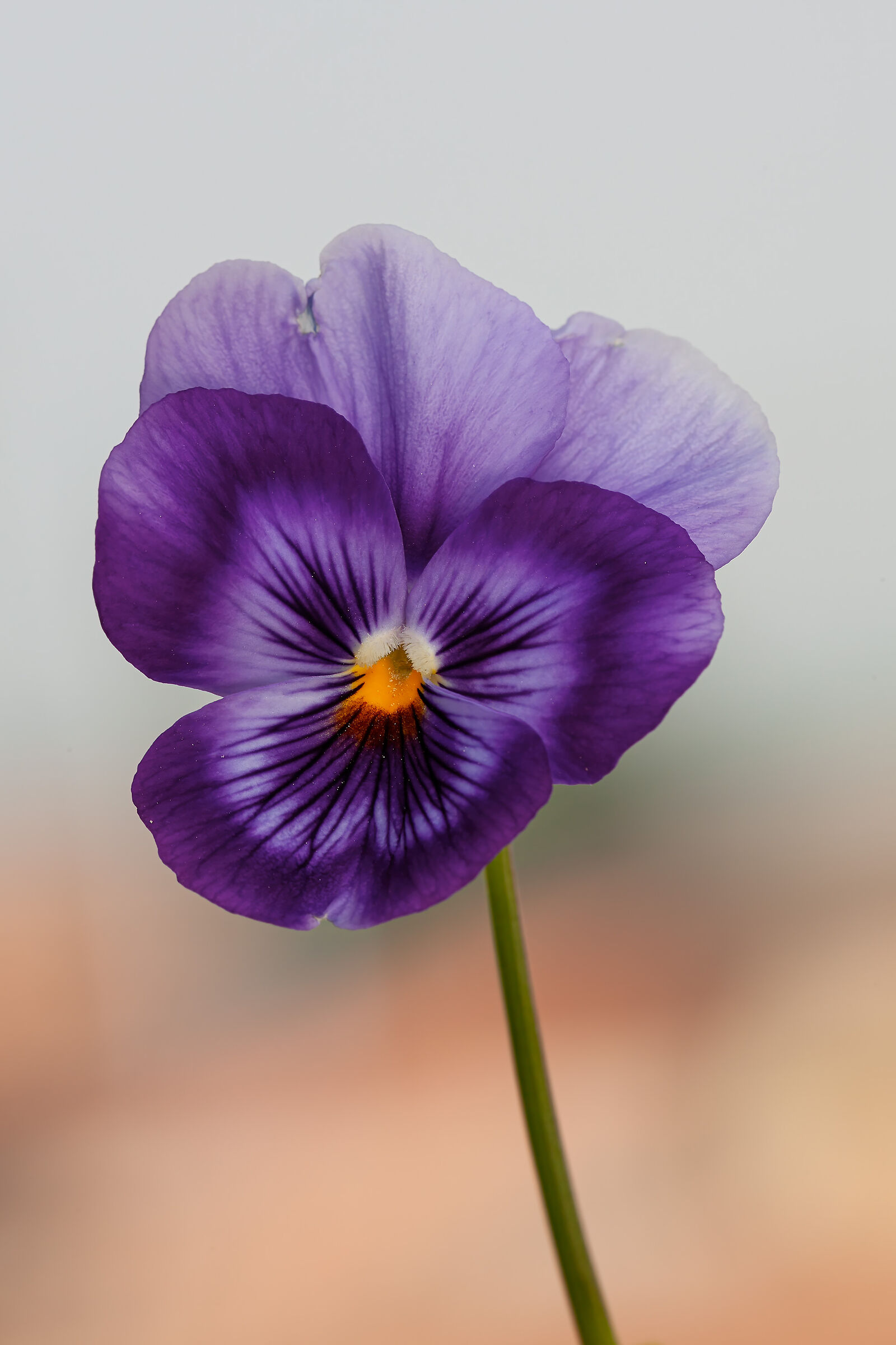 Un segno di primavera