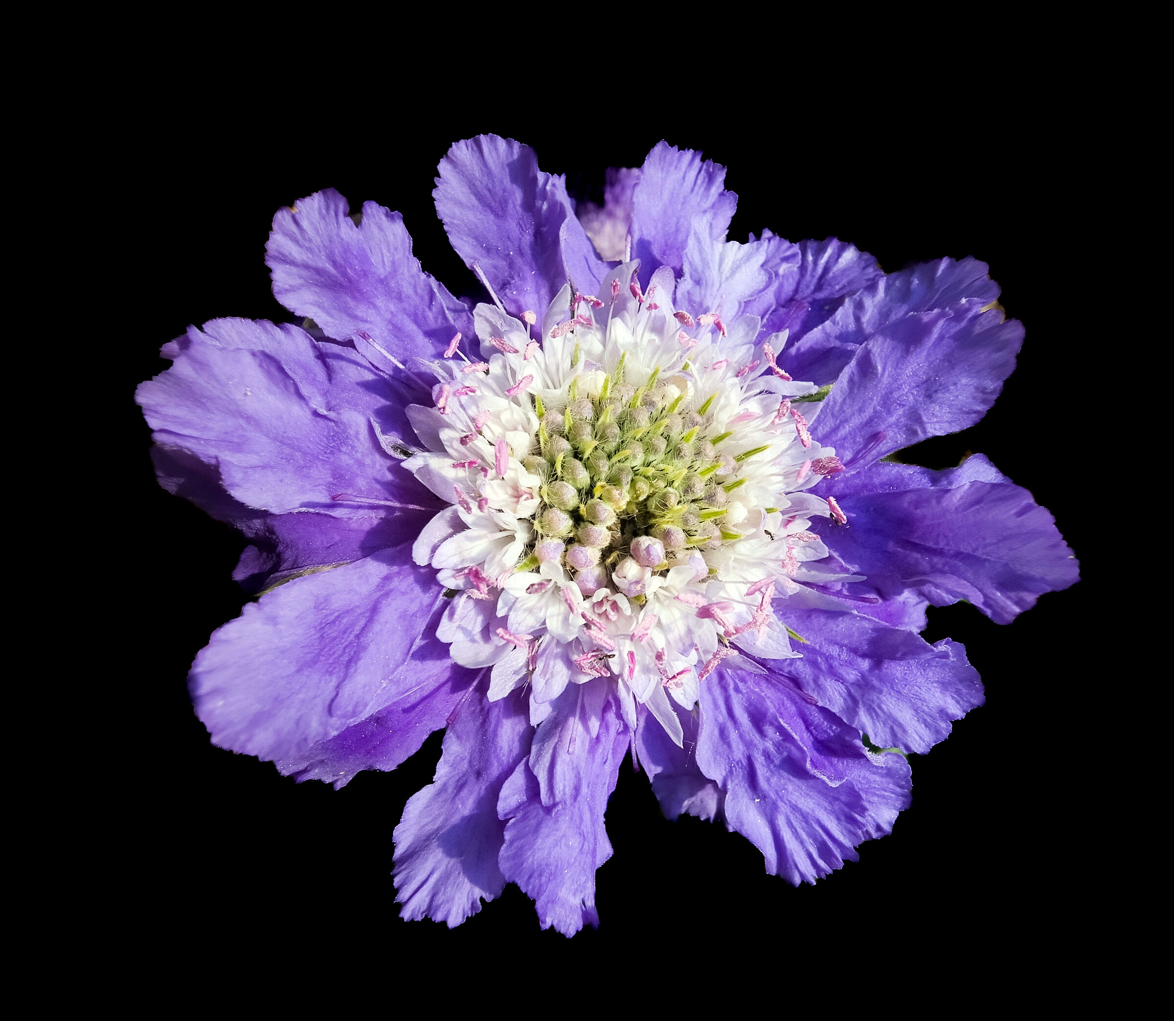 Scabiosa fiorita