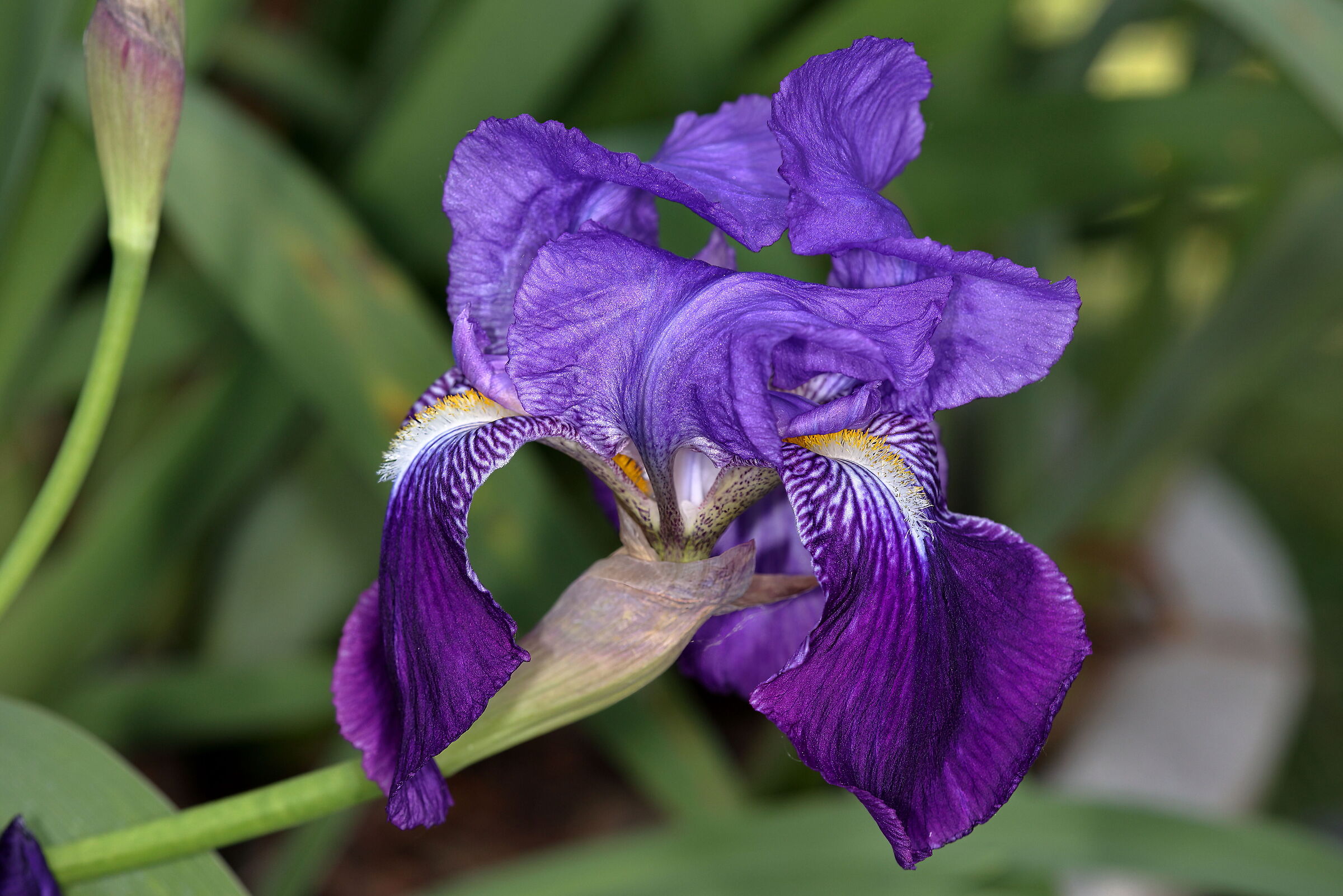 Iris Germanica