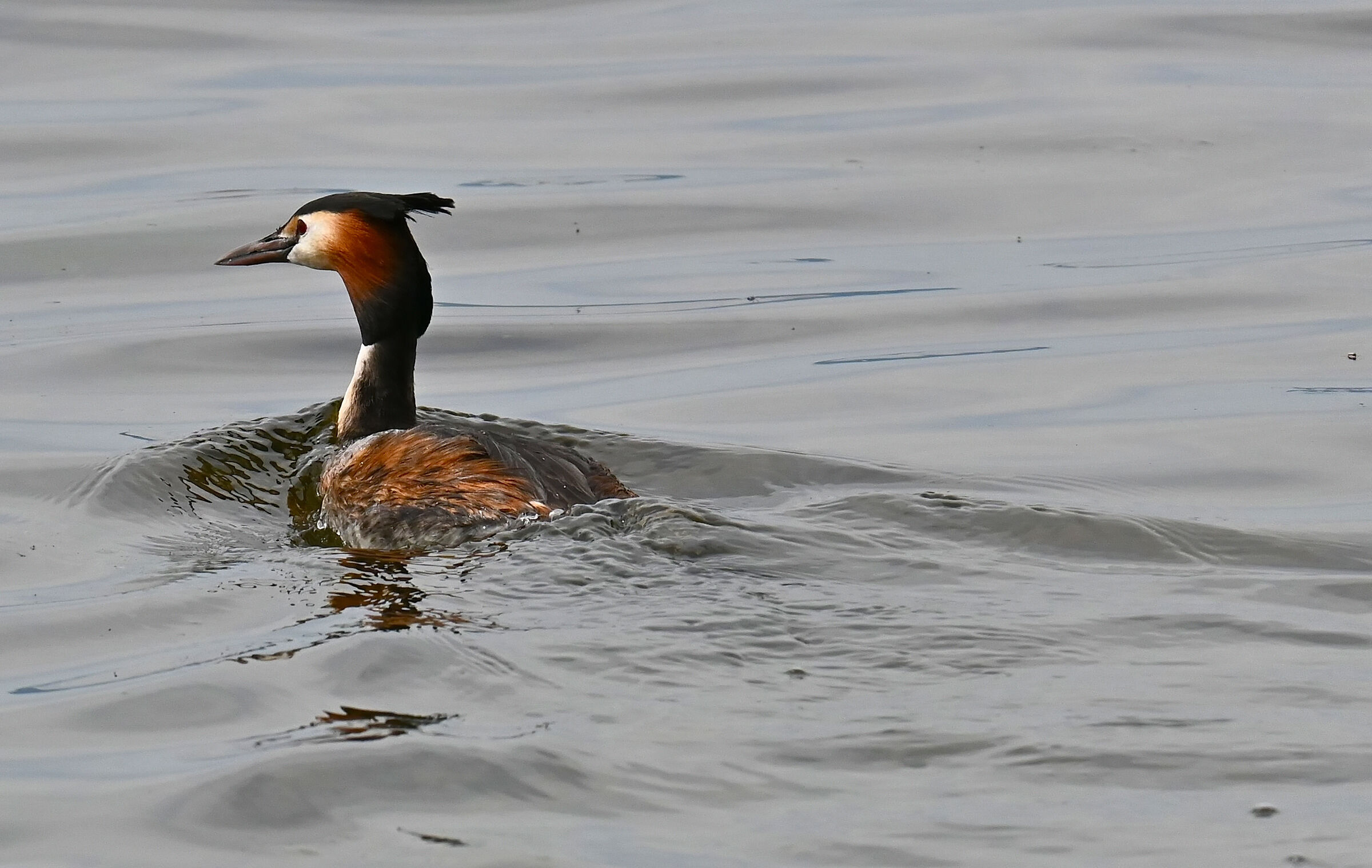 Svasso Maggiore - Podiceps cristatus Linnaeus