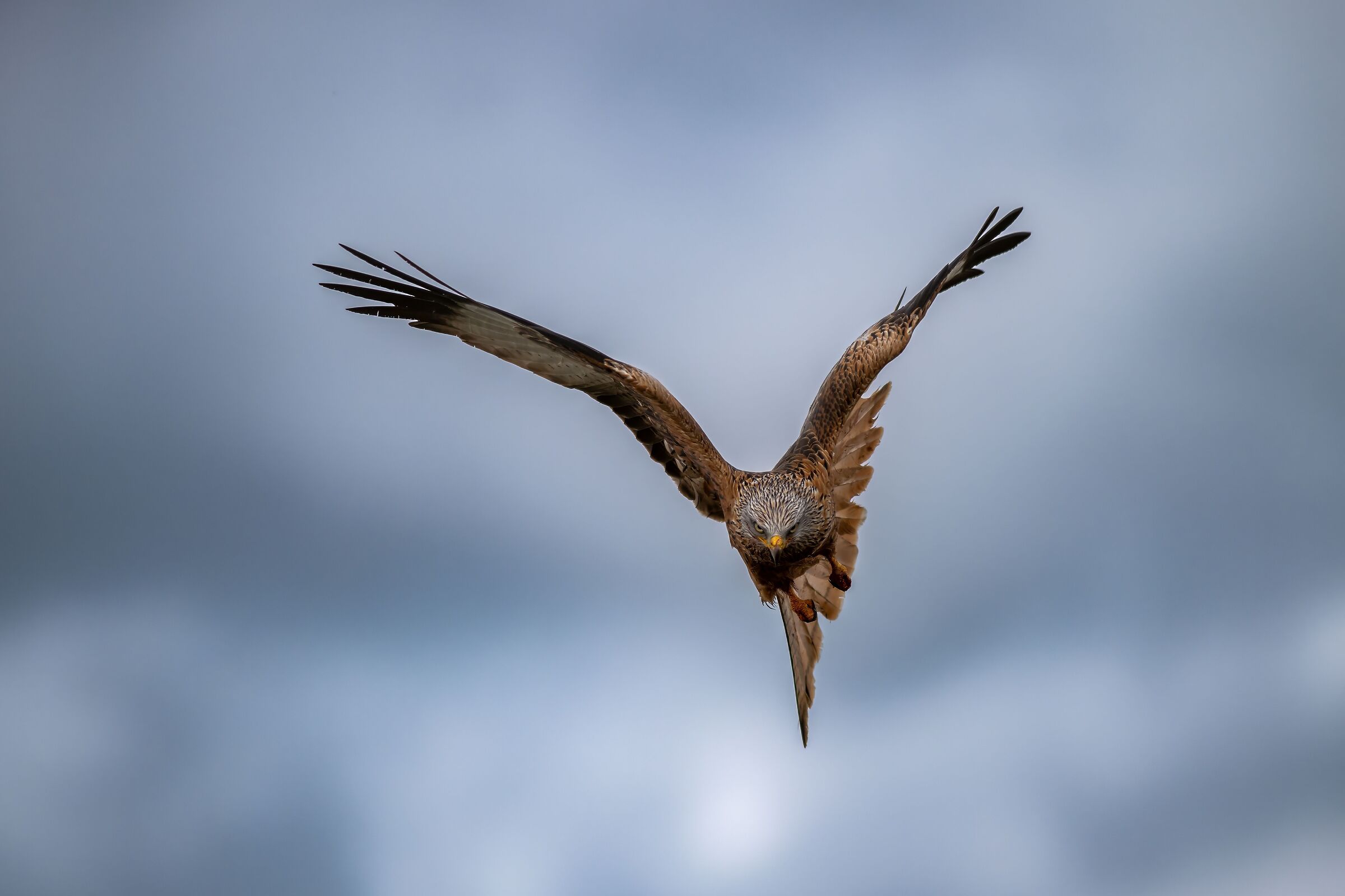 Red Kite the air dancer