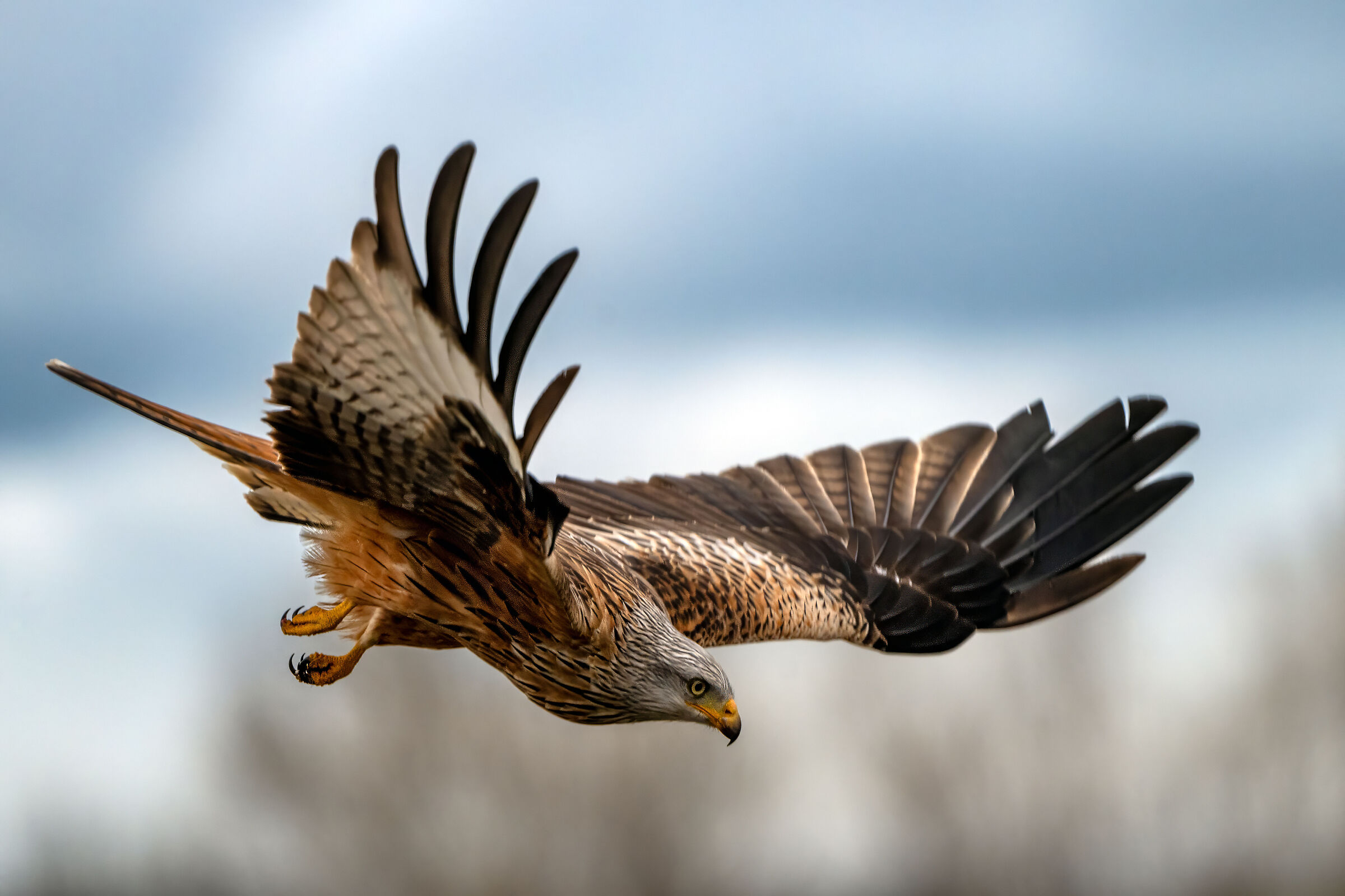 Gliding Red Kite