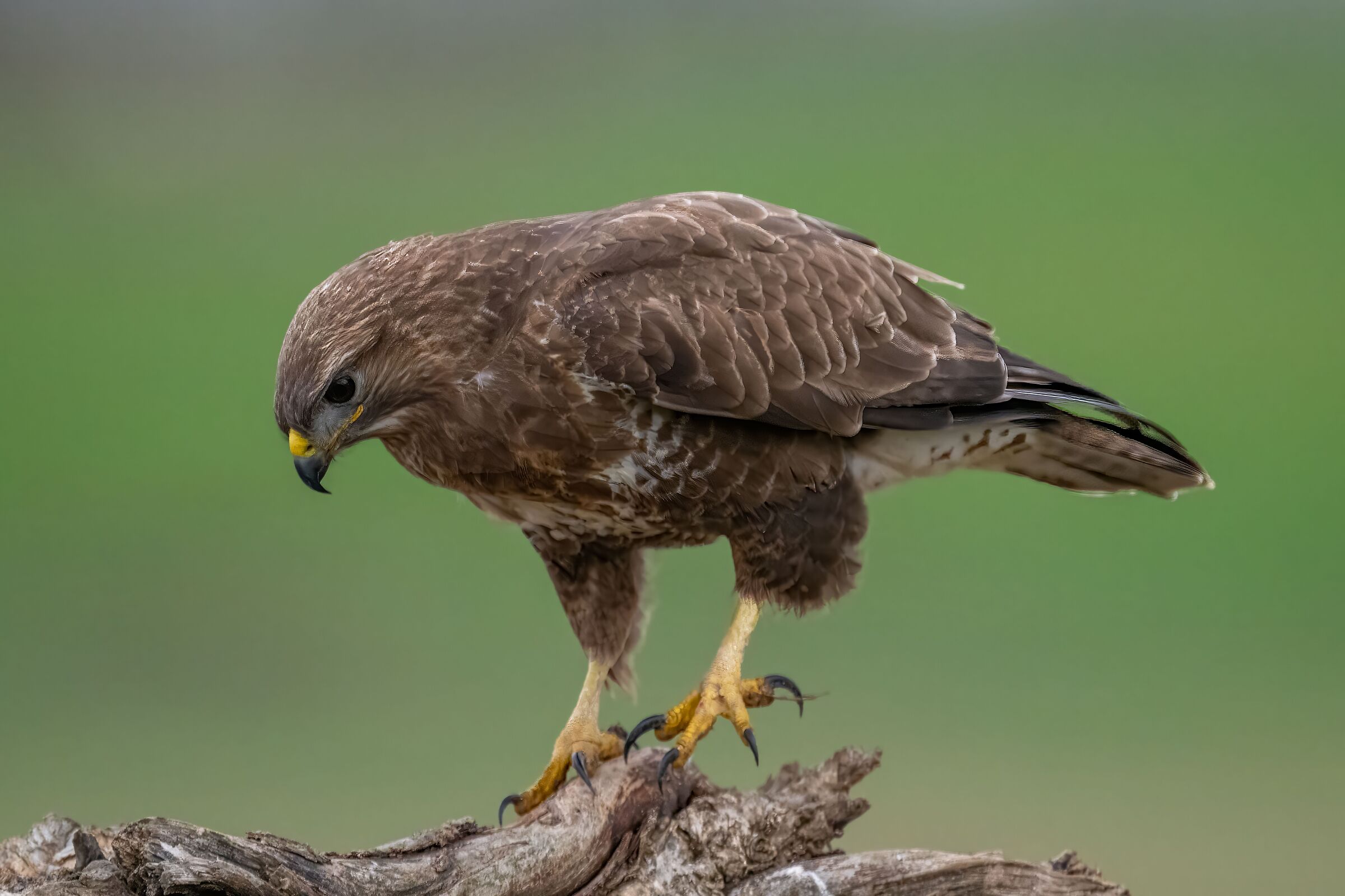 Buzzard Laid