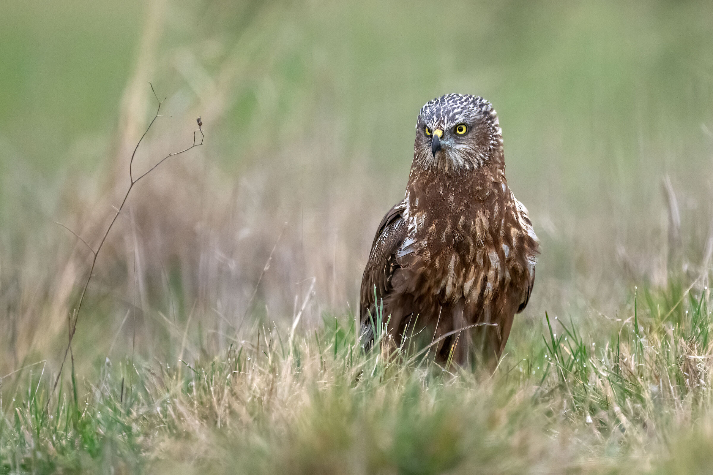 Male marsh harrier perched