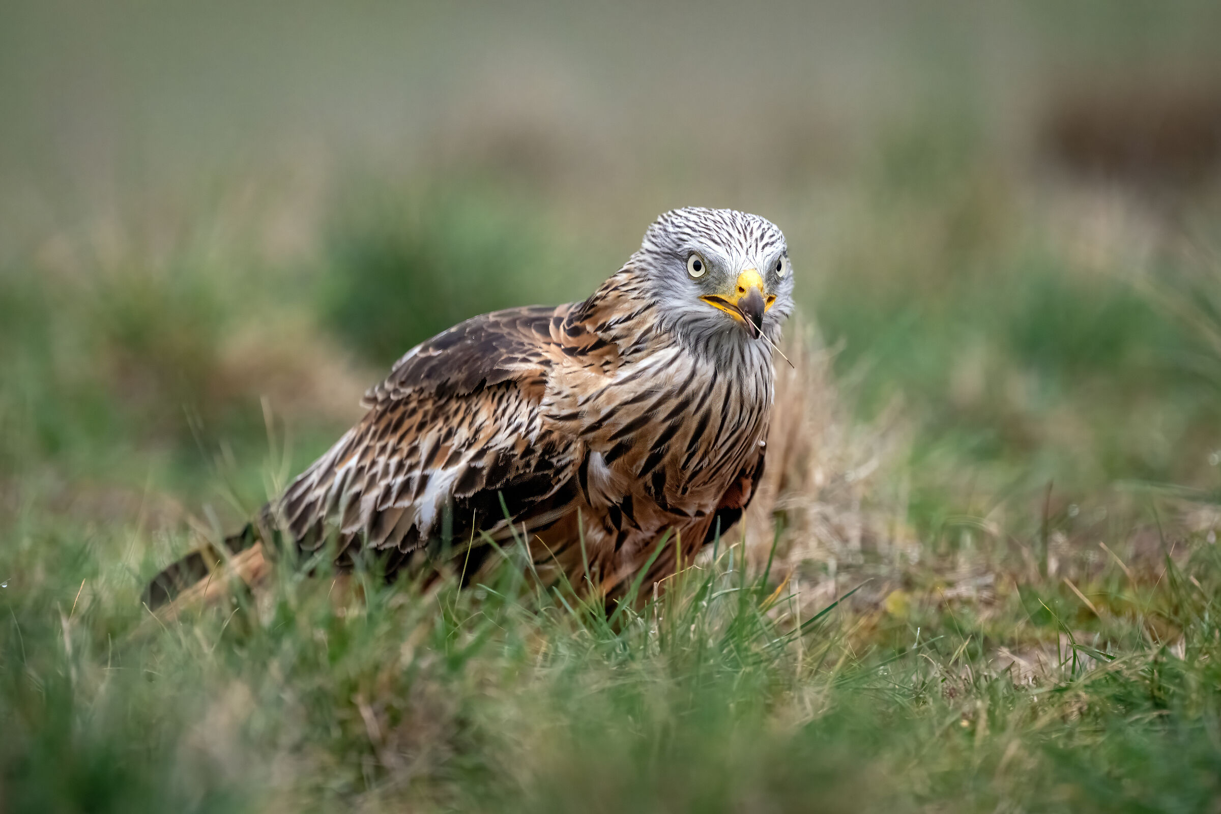 Johnny Royal Toothpick