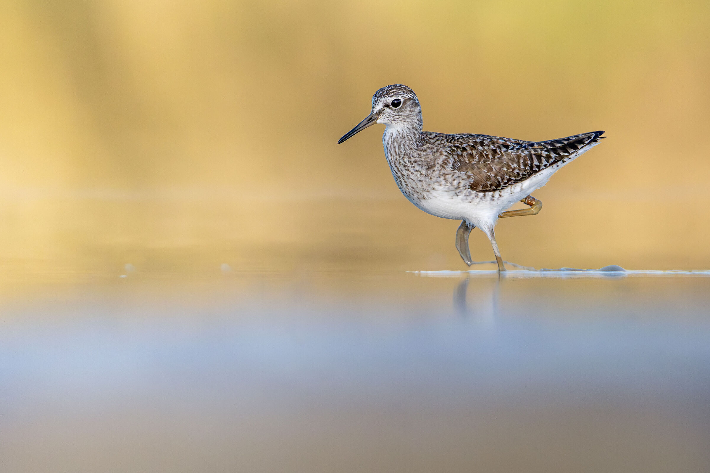 Wood Sandpiper