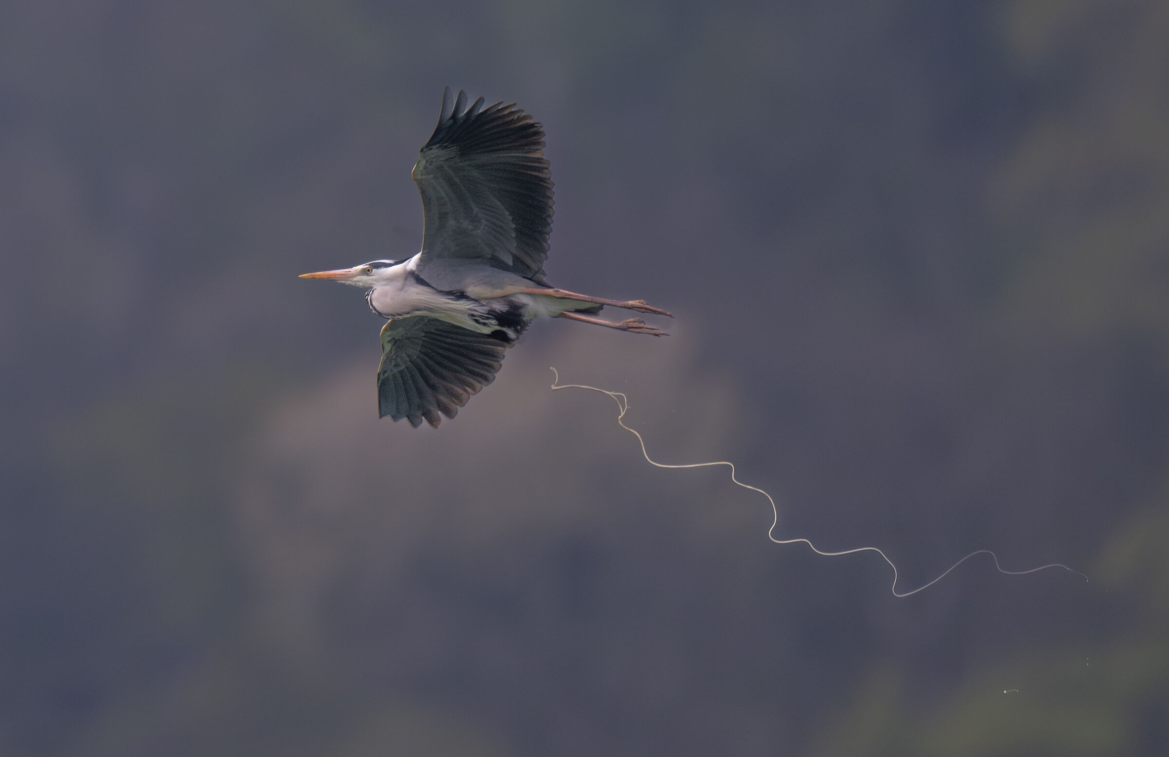 Grey Heron (when he runs away, he runs away...)