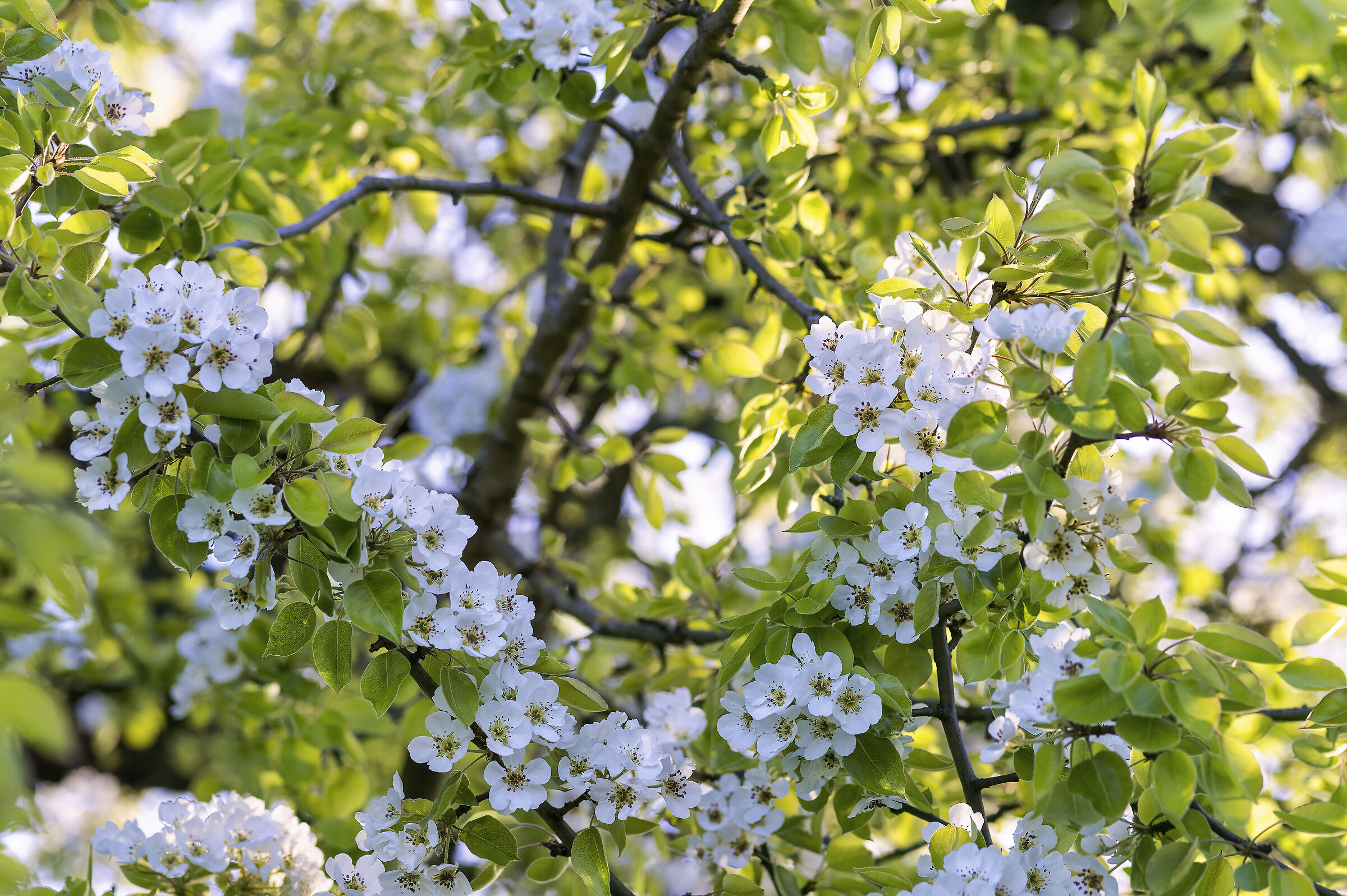 Primavera 4