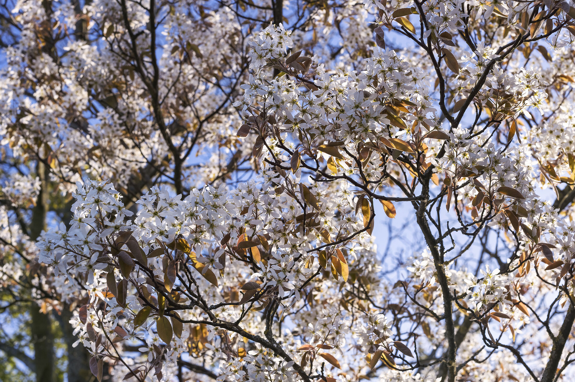 Primavera 5