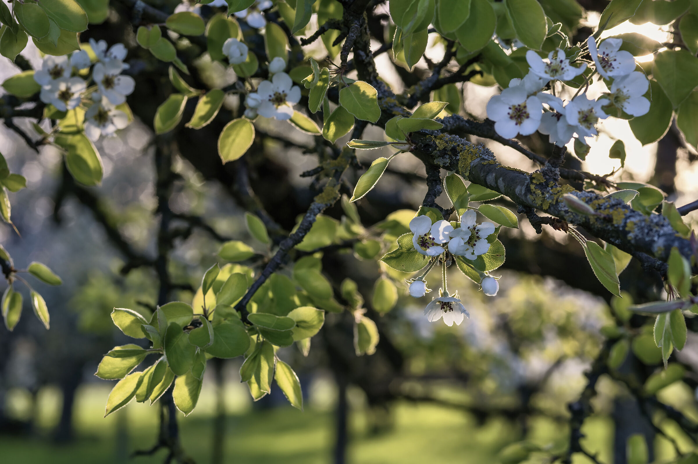 Primavera 6